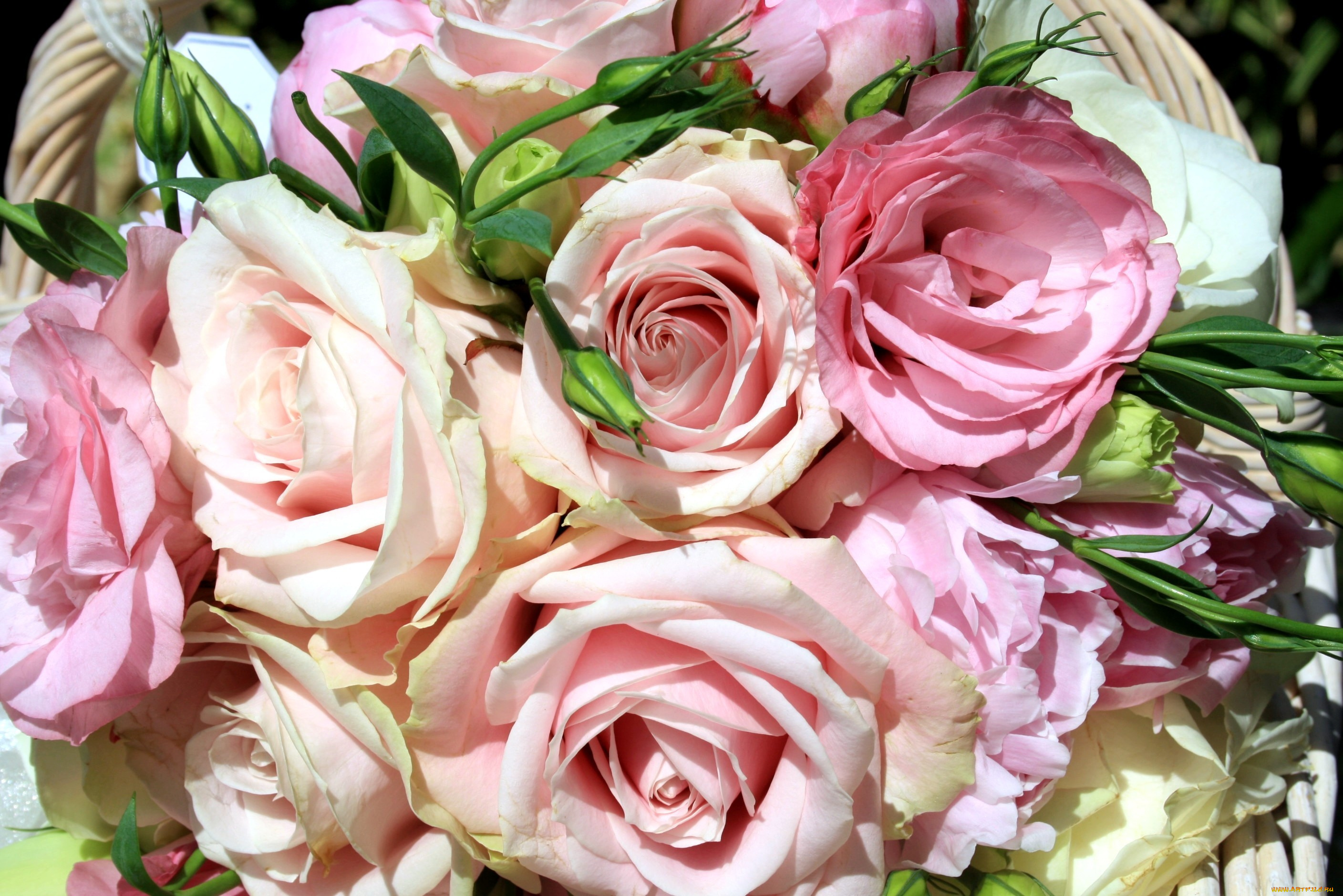 цветы, розы, розовый, много