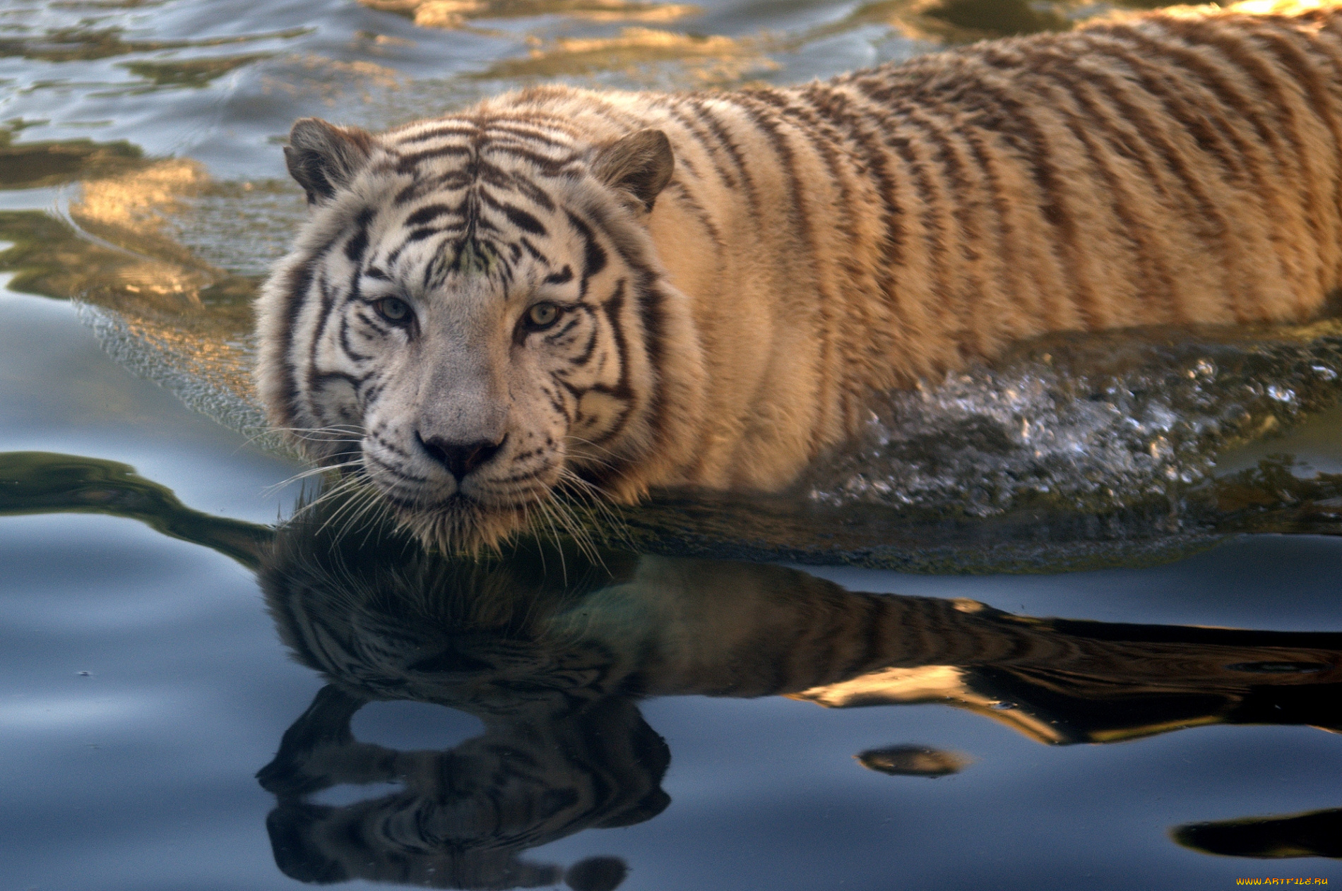 животные, тигры, хищник, плавание