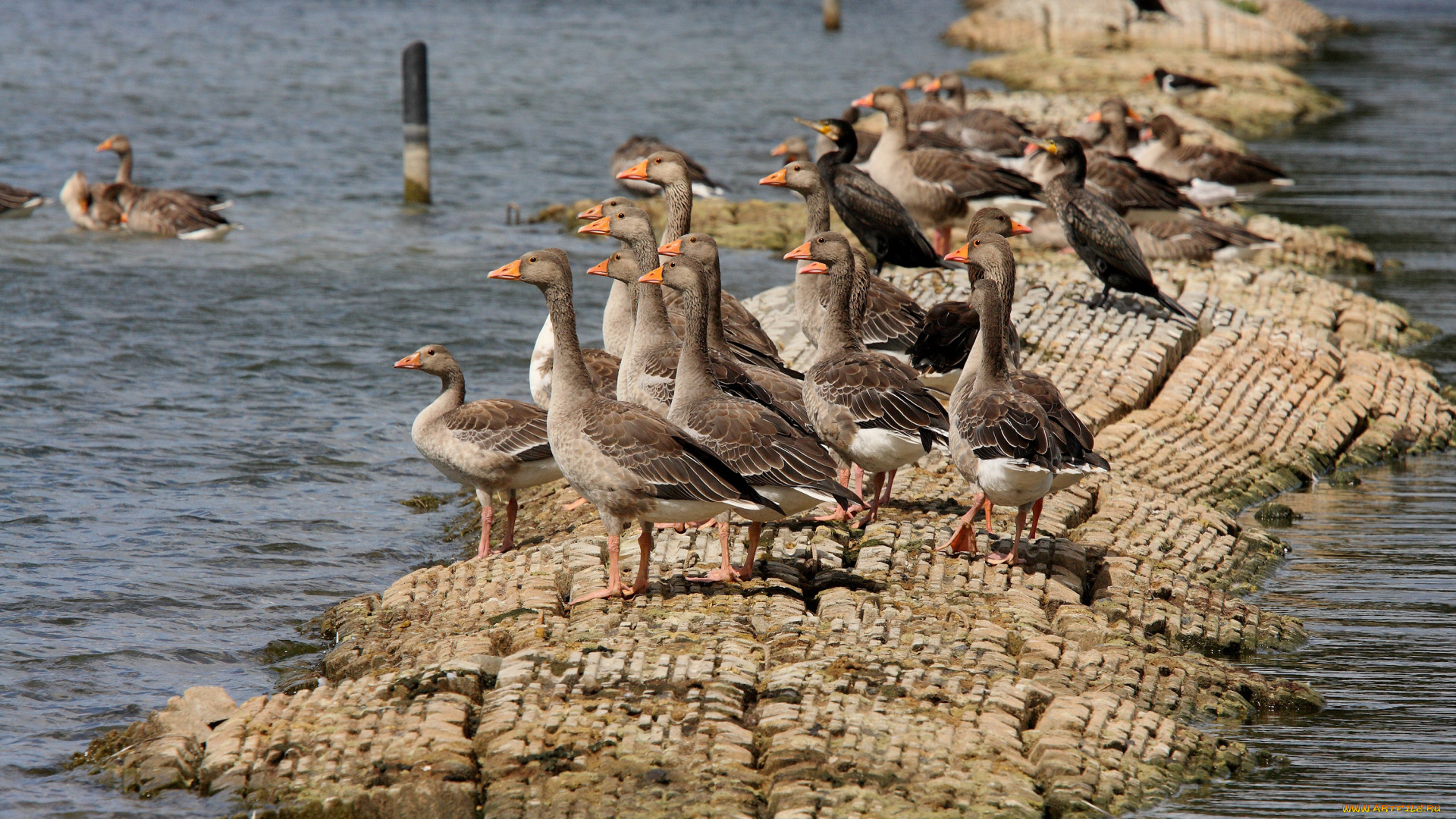 животные, гуси, geese, ducks, lake, water, rocks, birds