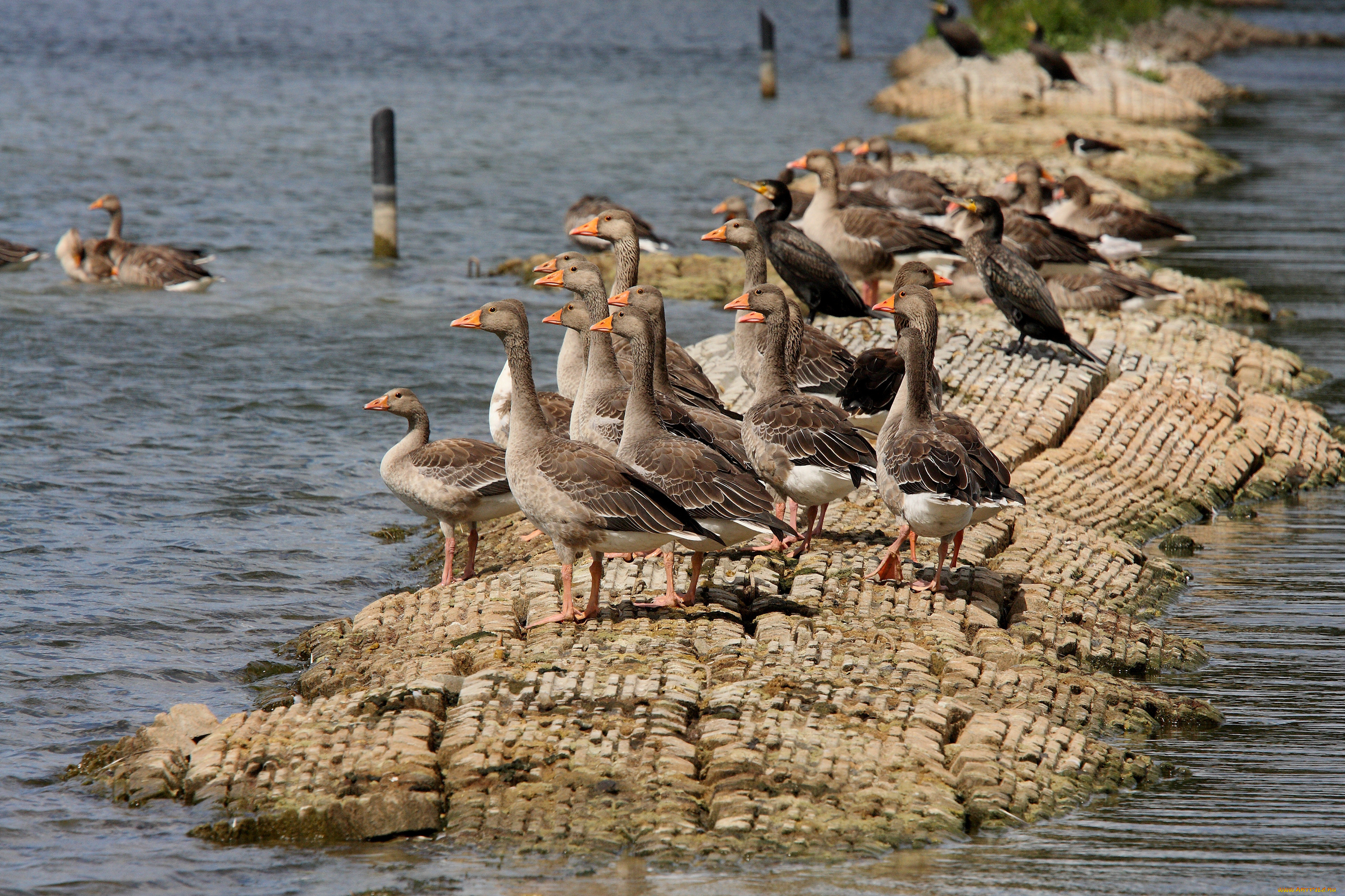 животные, гуси, geese, ducks, lake, water, rocks, birds