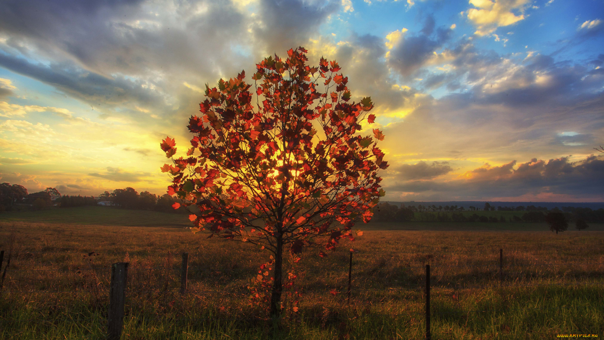 природа, деревья, осень, дерево, закат