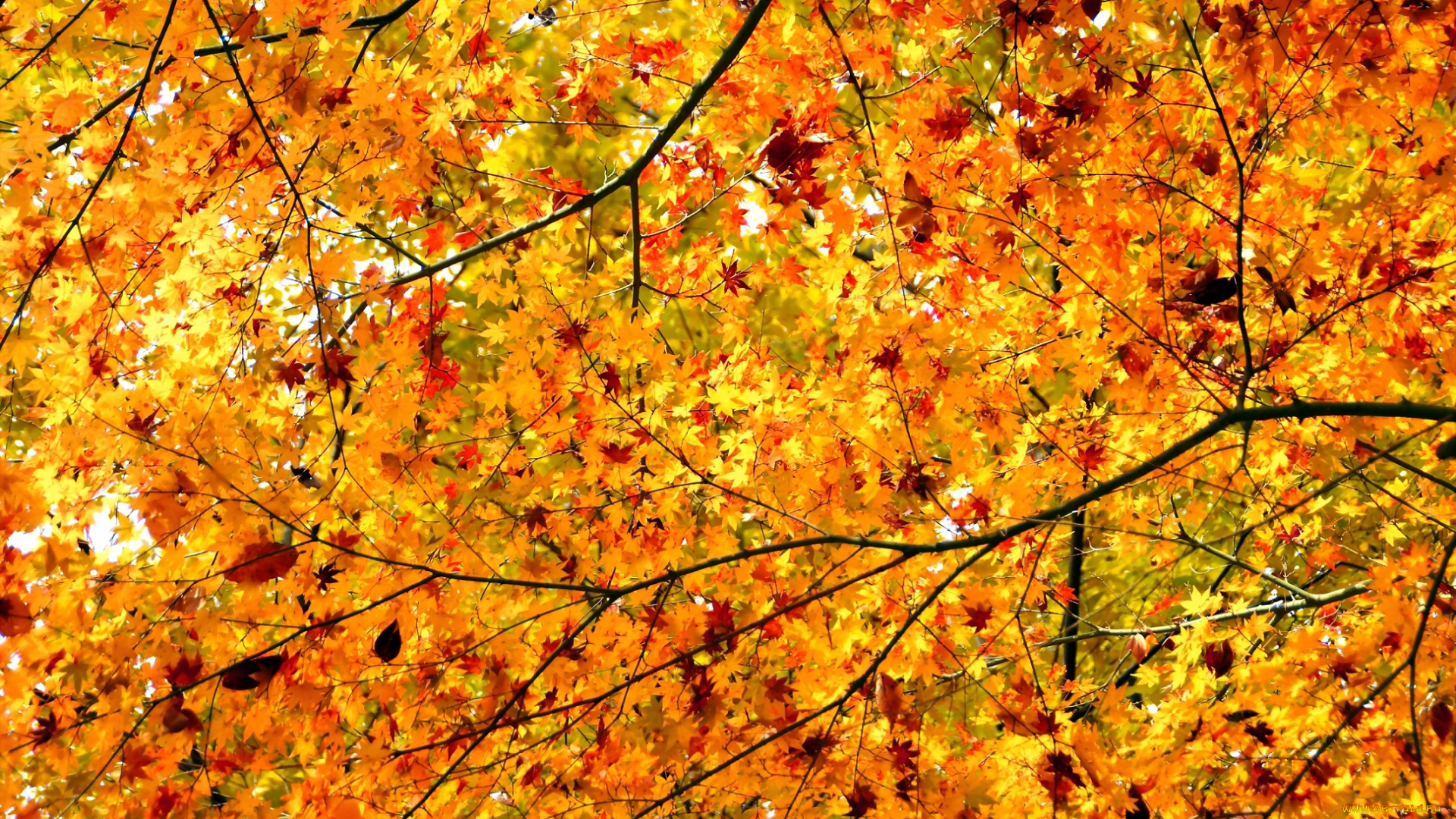 природа, листья, осень, дерево, ветки, клен, крона