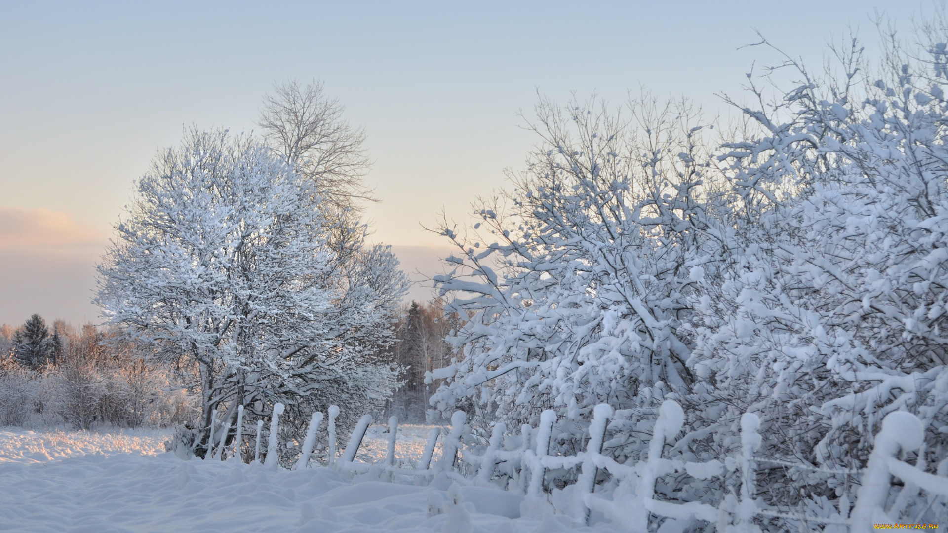 природа, зима, деревья, утро, снег, забор, мороз