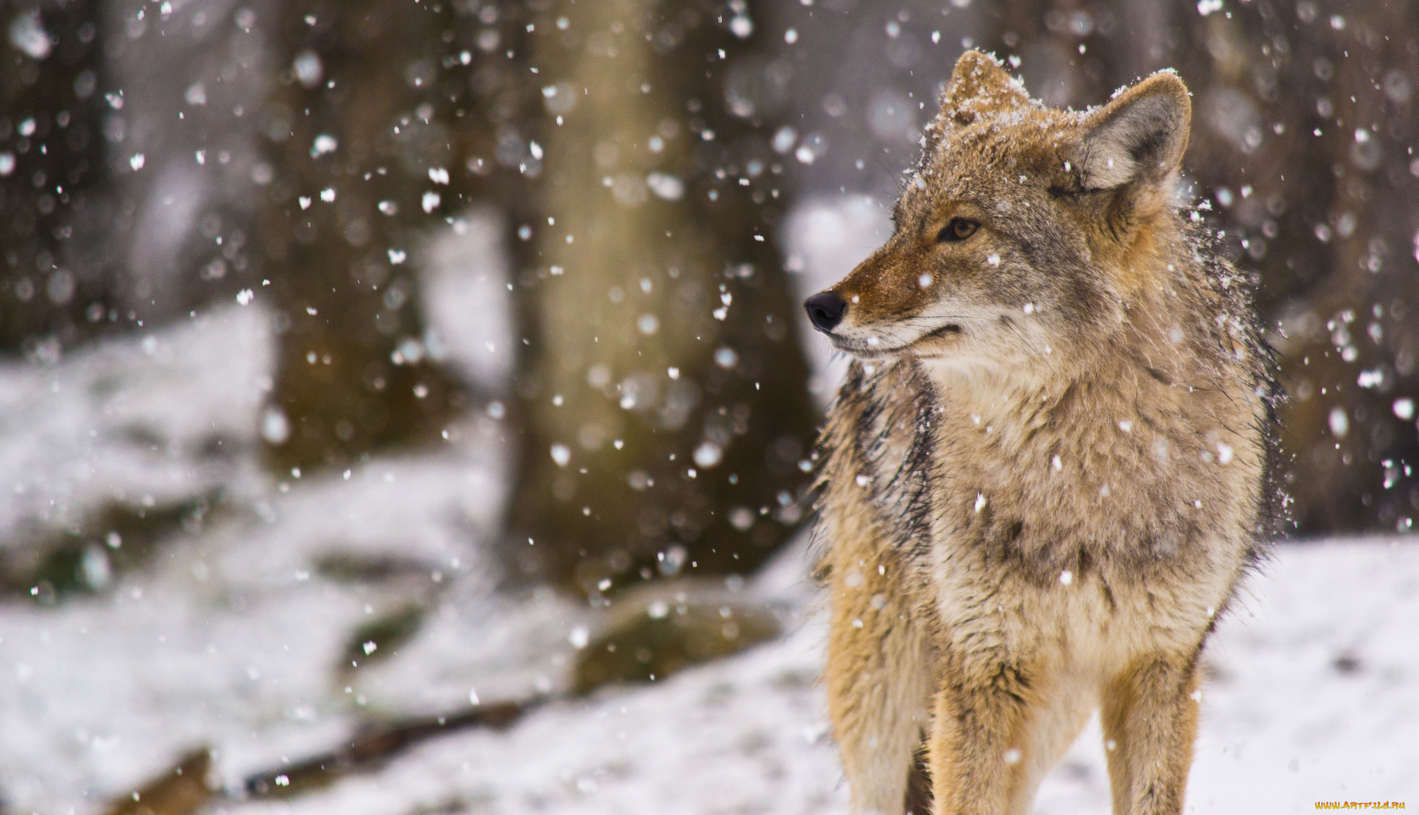 животные, волки, , койоты, , шакалы, coyote, снег, койот, snow, canis, latrans