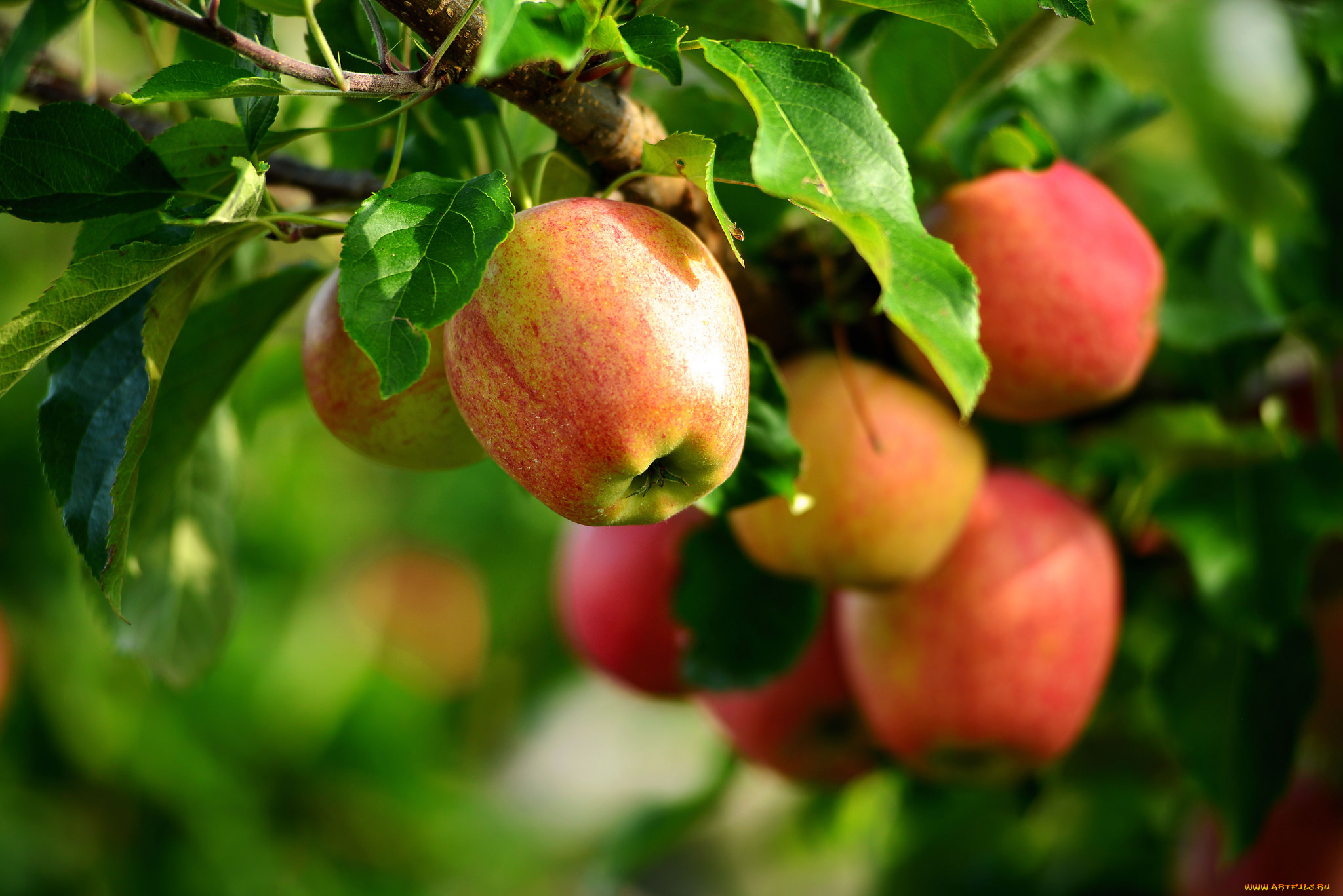 природа, плоды, ветки, яблоки, дерево, листья