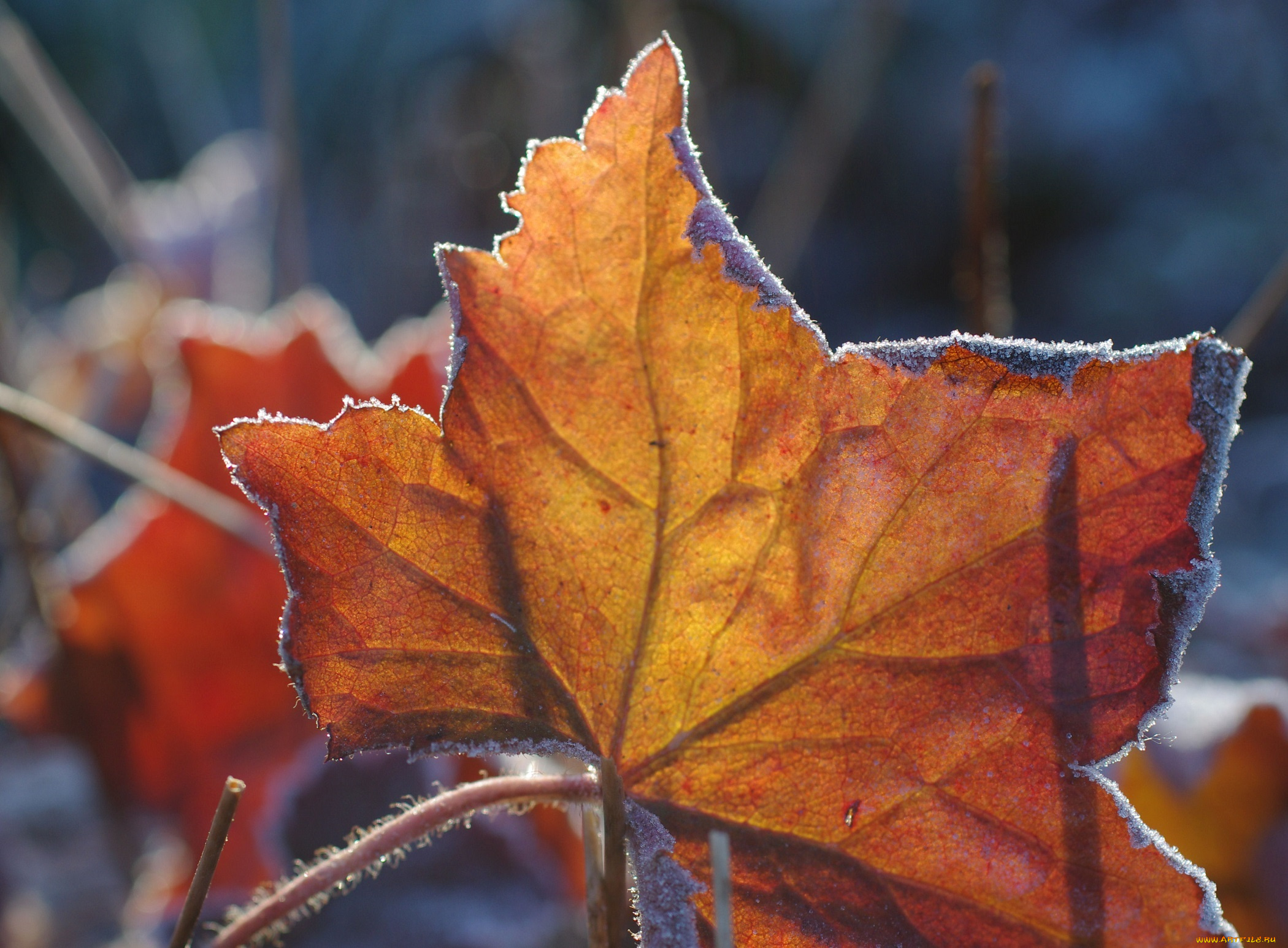 природа, листья, изморозь, макро, осень, оранжевый