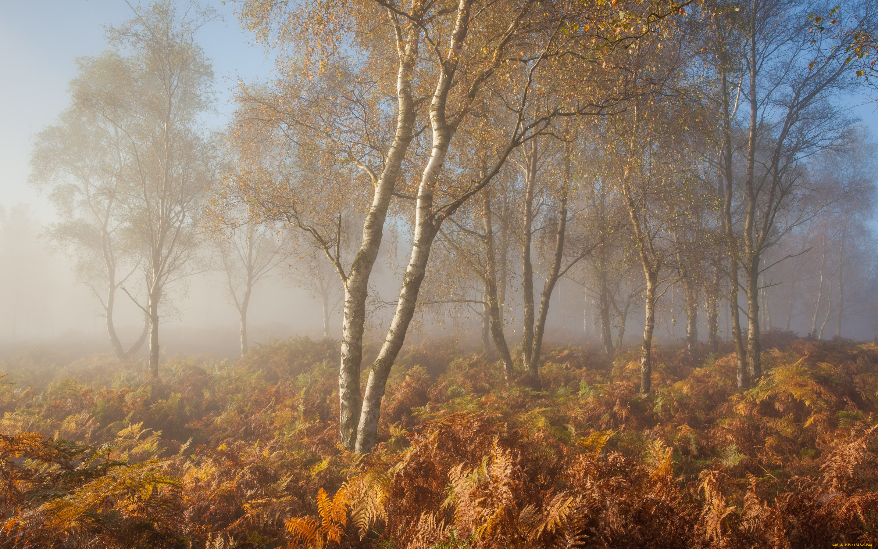 Осенний воздух свеж. Осень туман. Туман осенью. Пасмурная осень. Ветер в осеннем лесу.