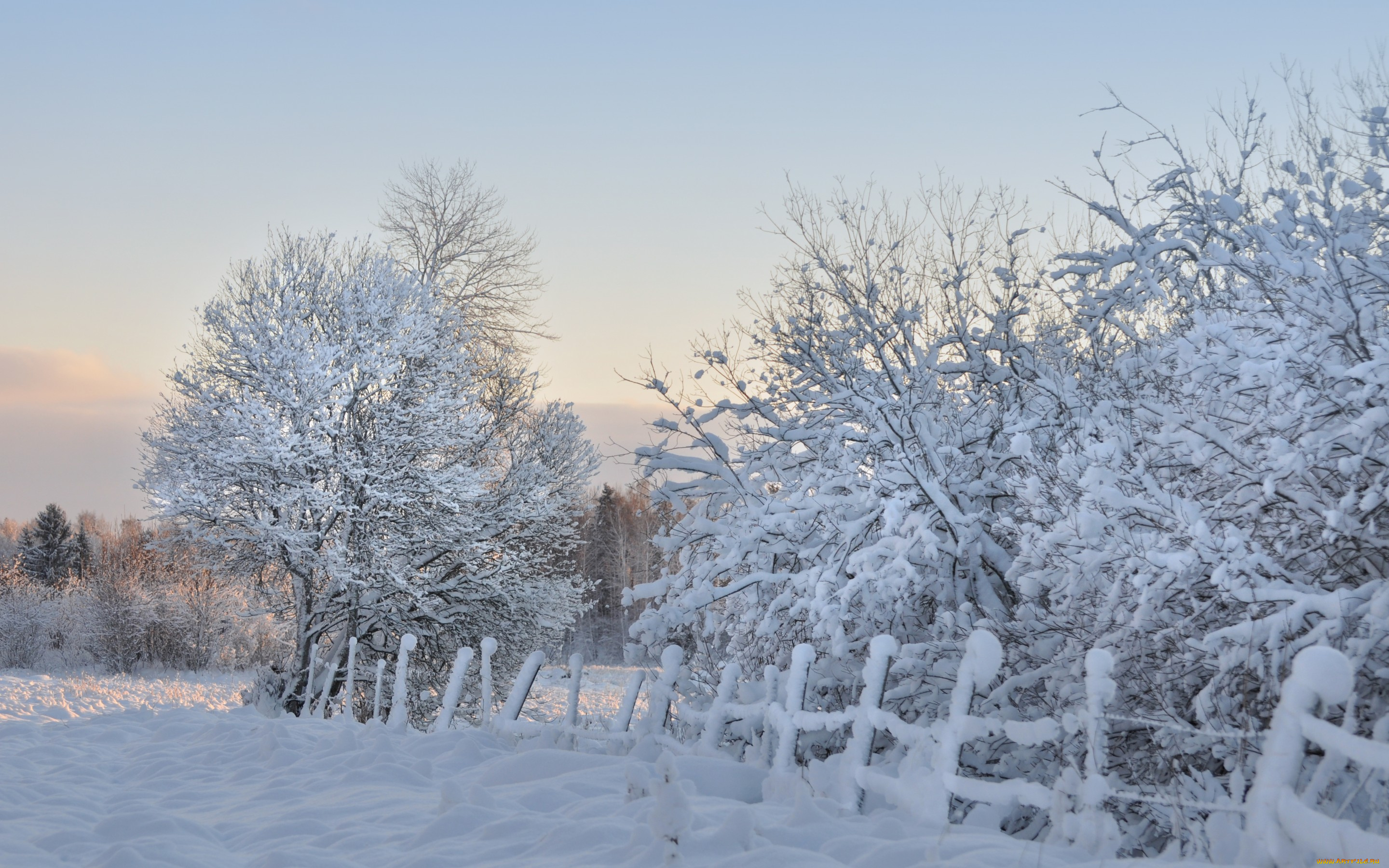 природа, зима, деревья, утро, снег, забор, мороз