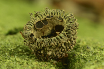 Картинка природа грибы зелень макро фон