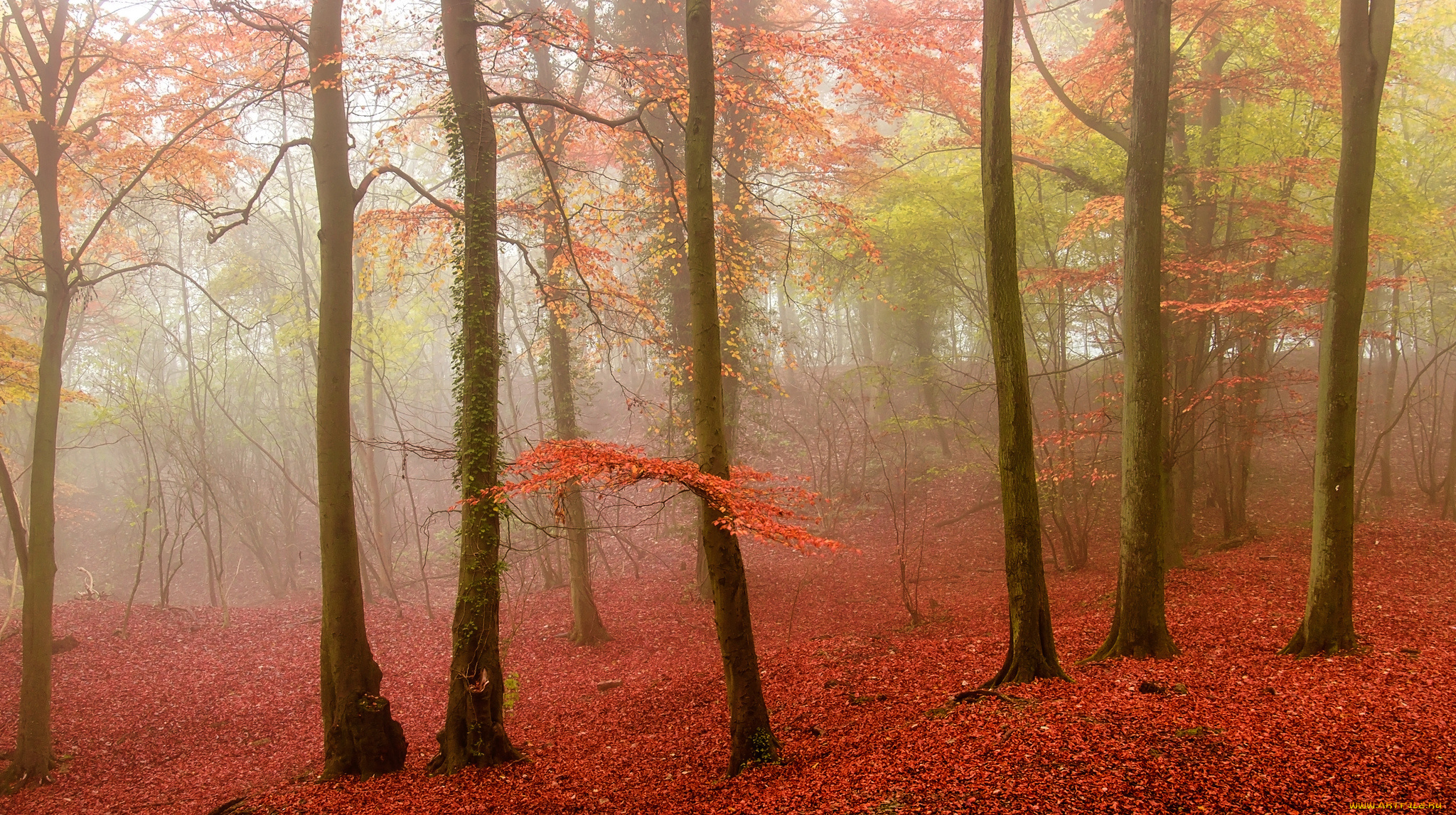 природа, лес, туман, осень, листья, деревья