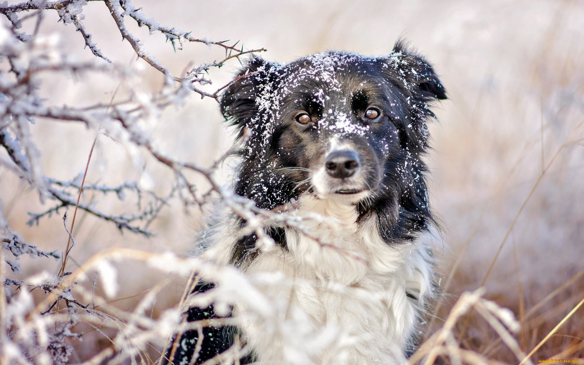 border, collie, животные, собаки, белый, собака, снег, зима, черный, бордер-колли