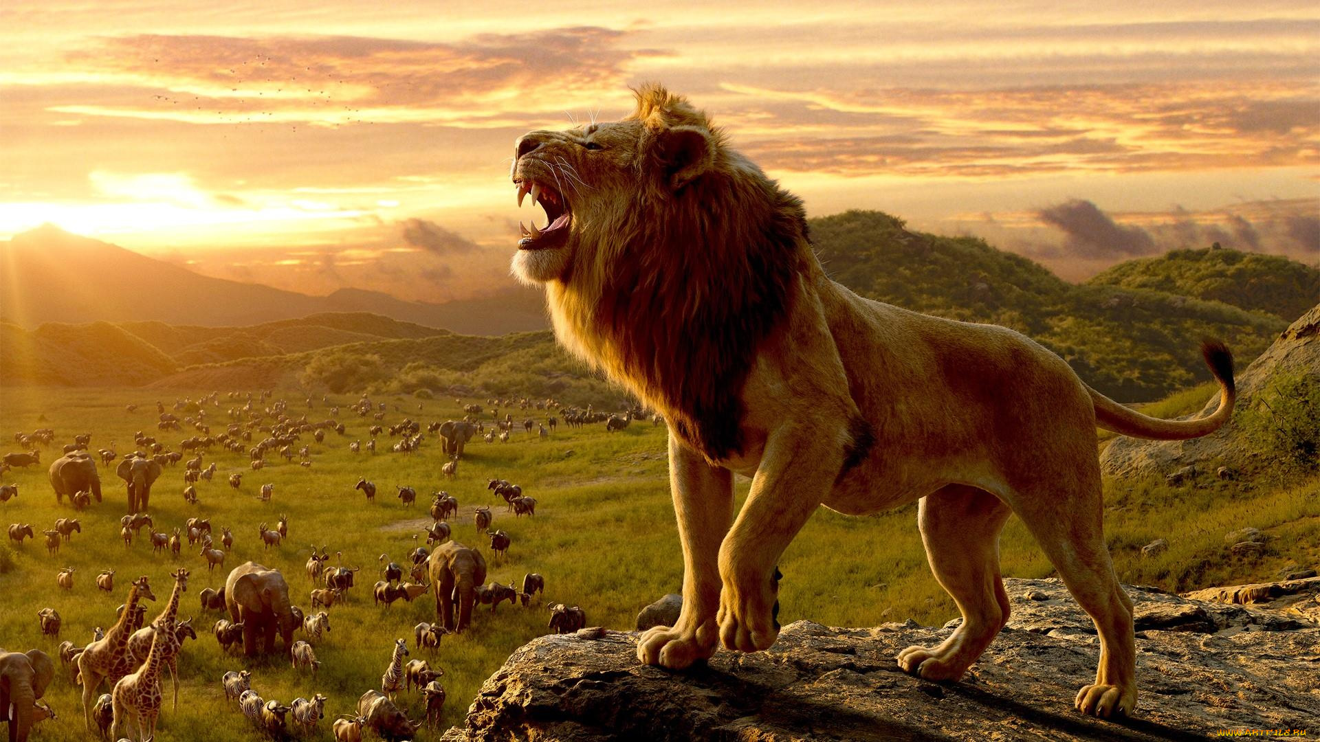 кино, фильмы, the, lion, king, , 2019, лев
