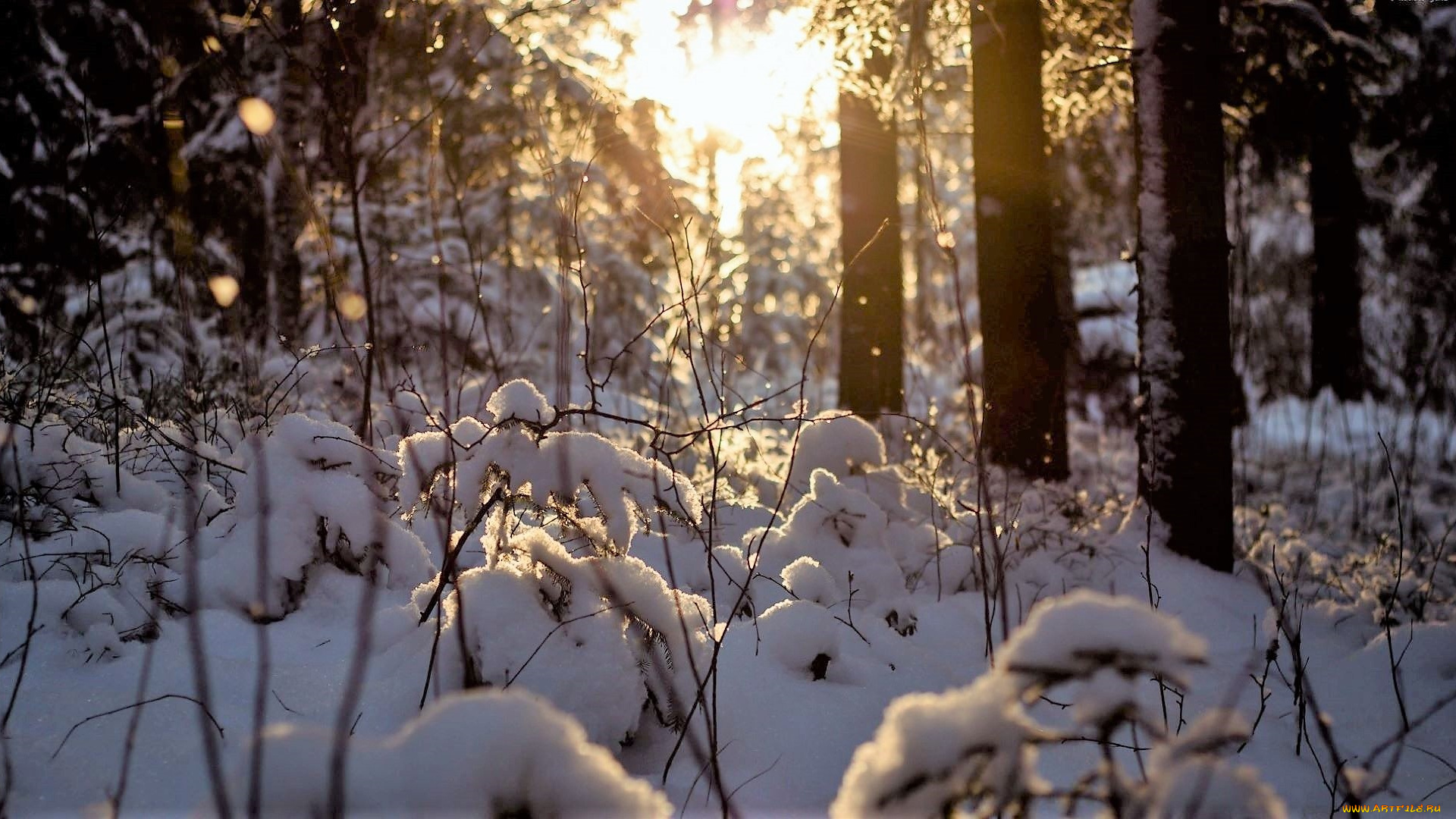 природа, лес, зима, снег