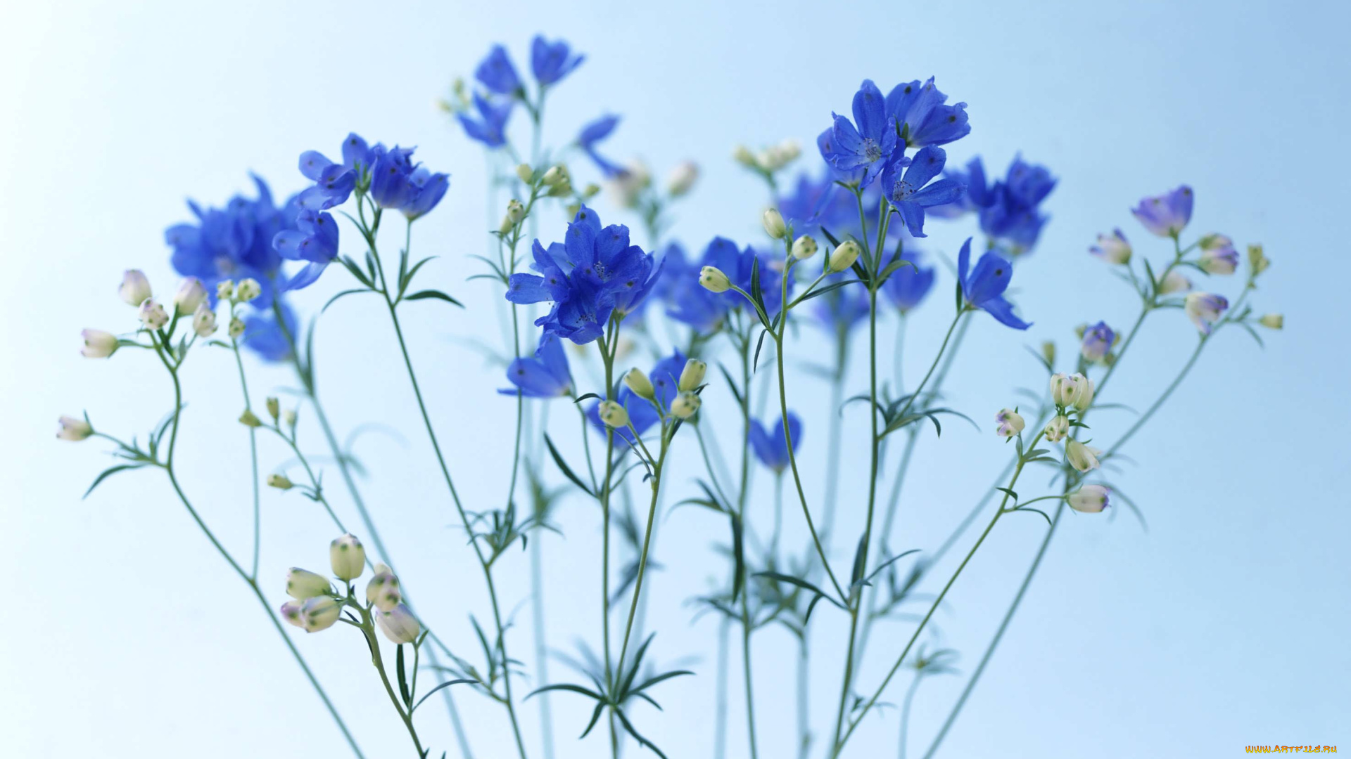 цветы, васильки, синие, полевые