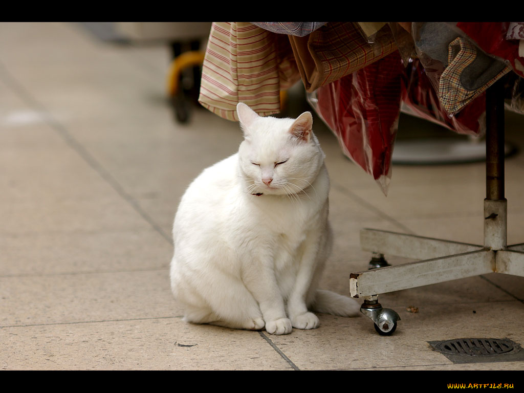 животные, коты