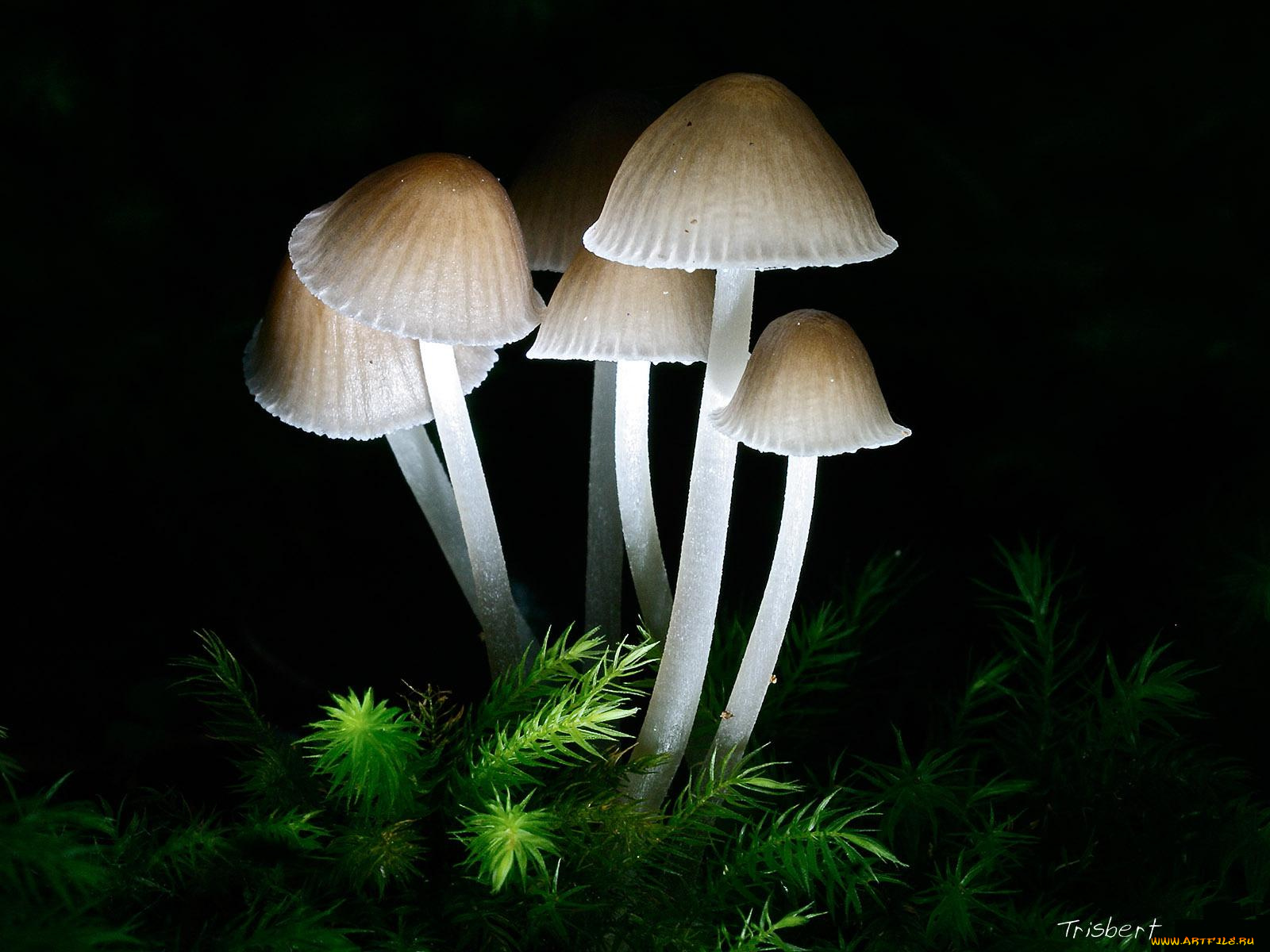 природа, грибы, тёмный, лес, растения