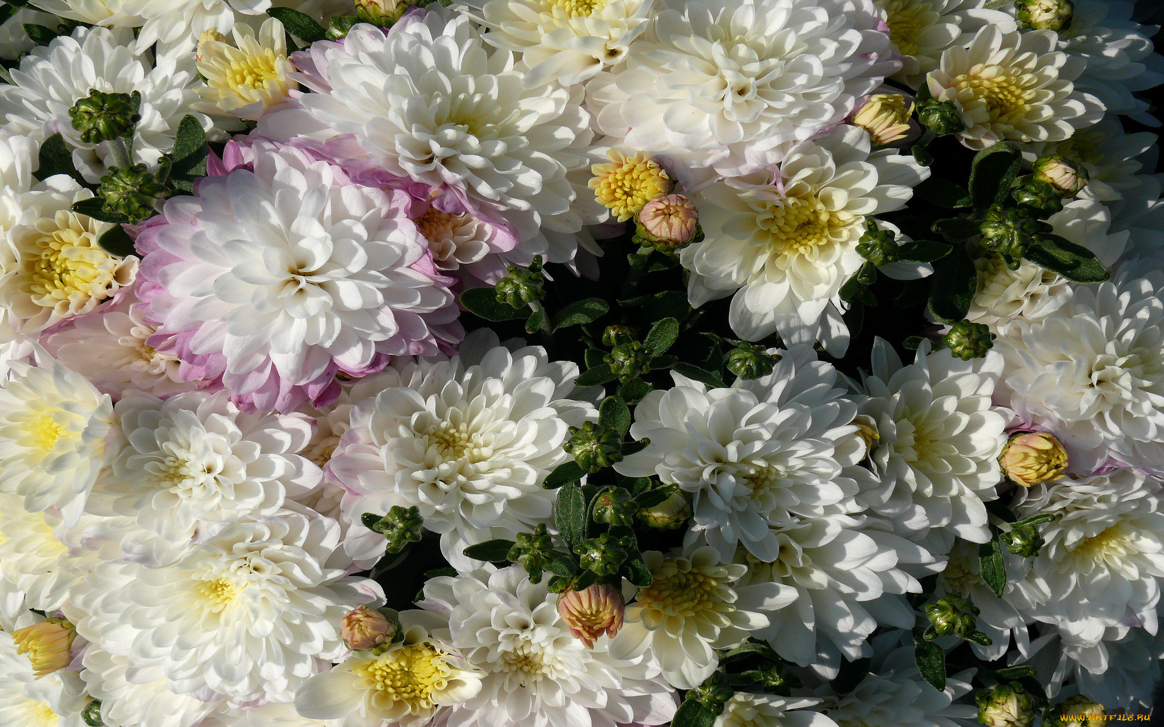 цветы, хризантемы, лепестки, белые