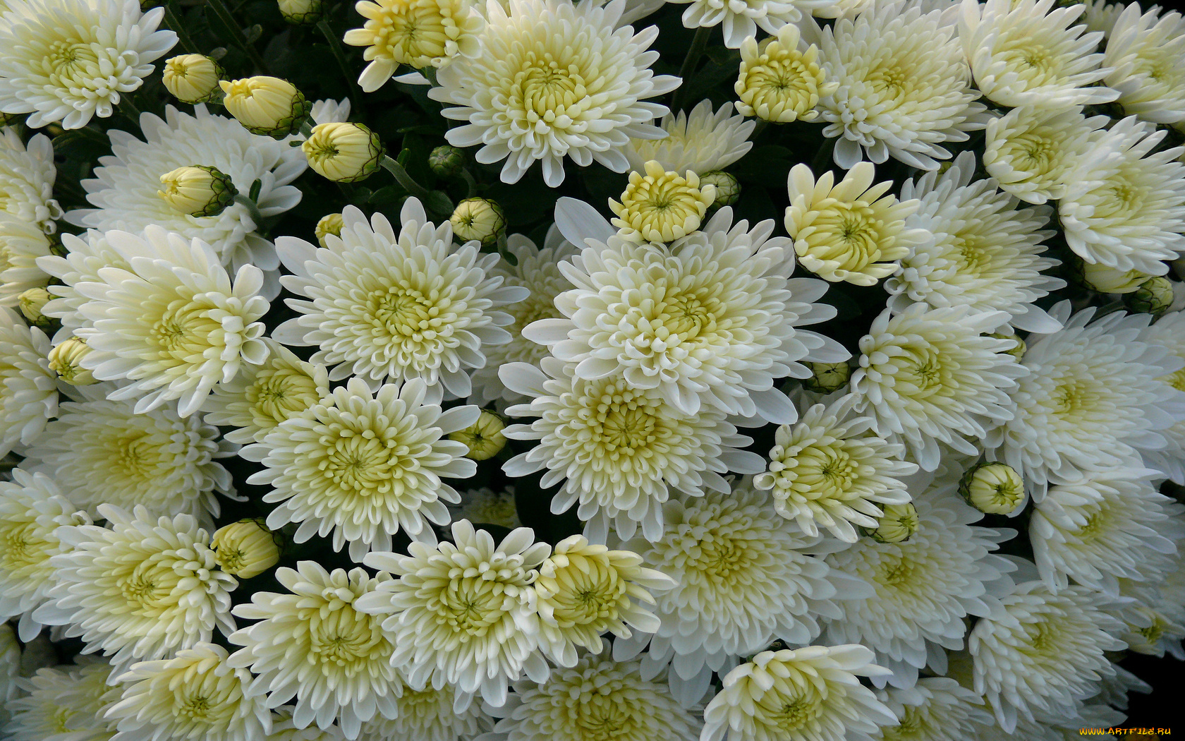 цветы, хризантемы, много, белые, лепестки