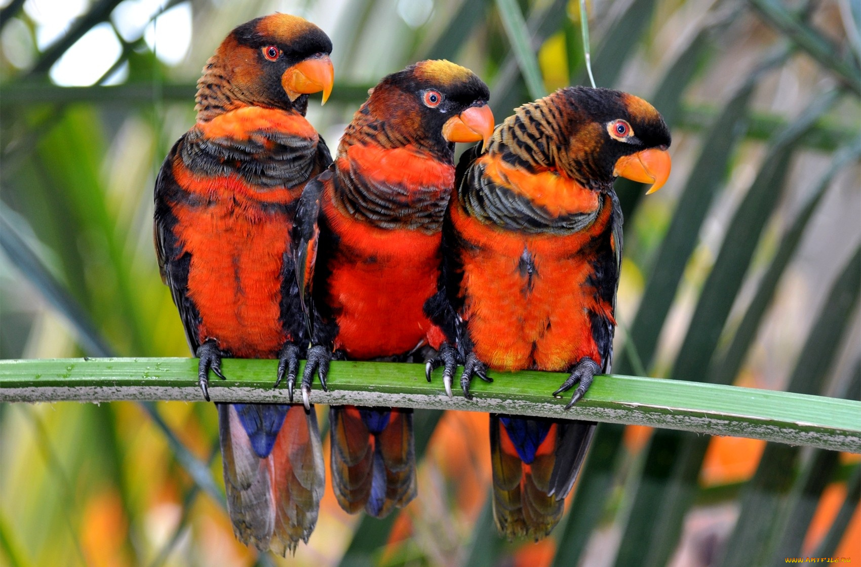 животные, попугаи, оранжевый, любопытство