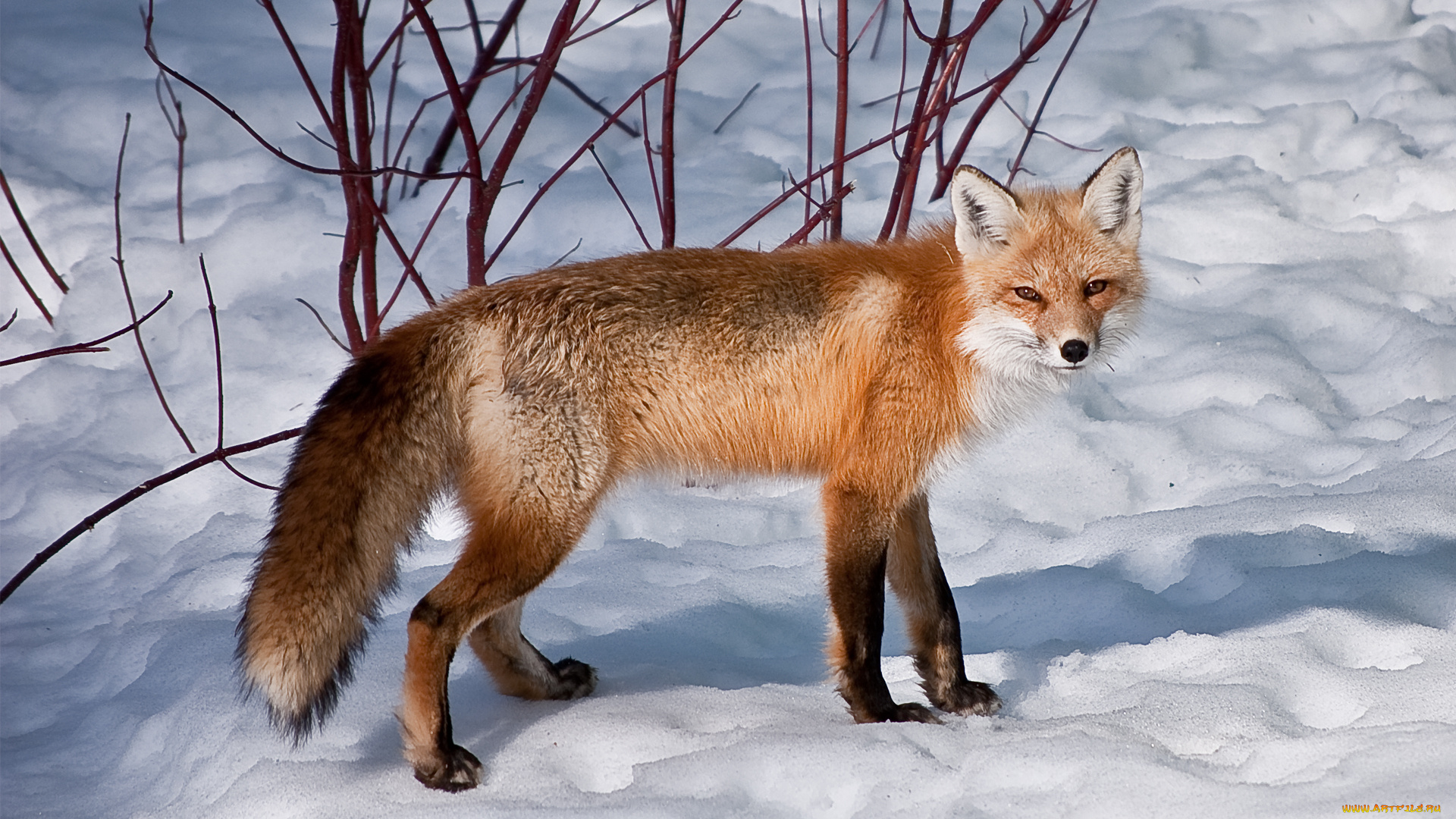 животные, лисы, кусты, снег