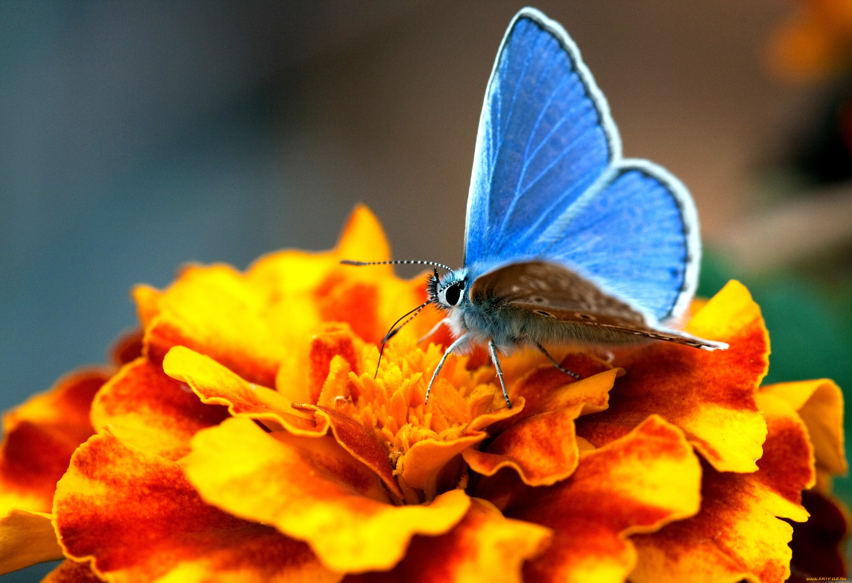 Бабочка на желтом цветке скачать