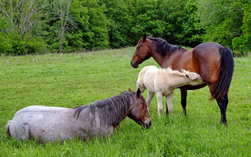 Картинка животные лошади лес трава семья