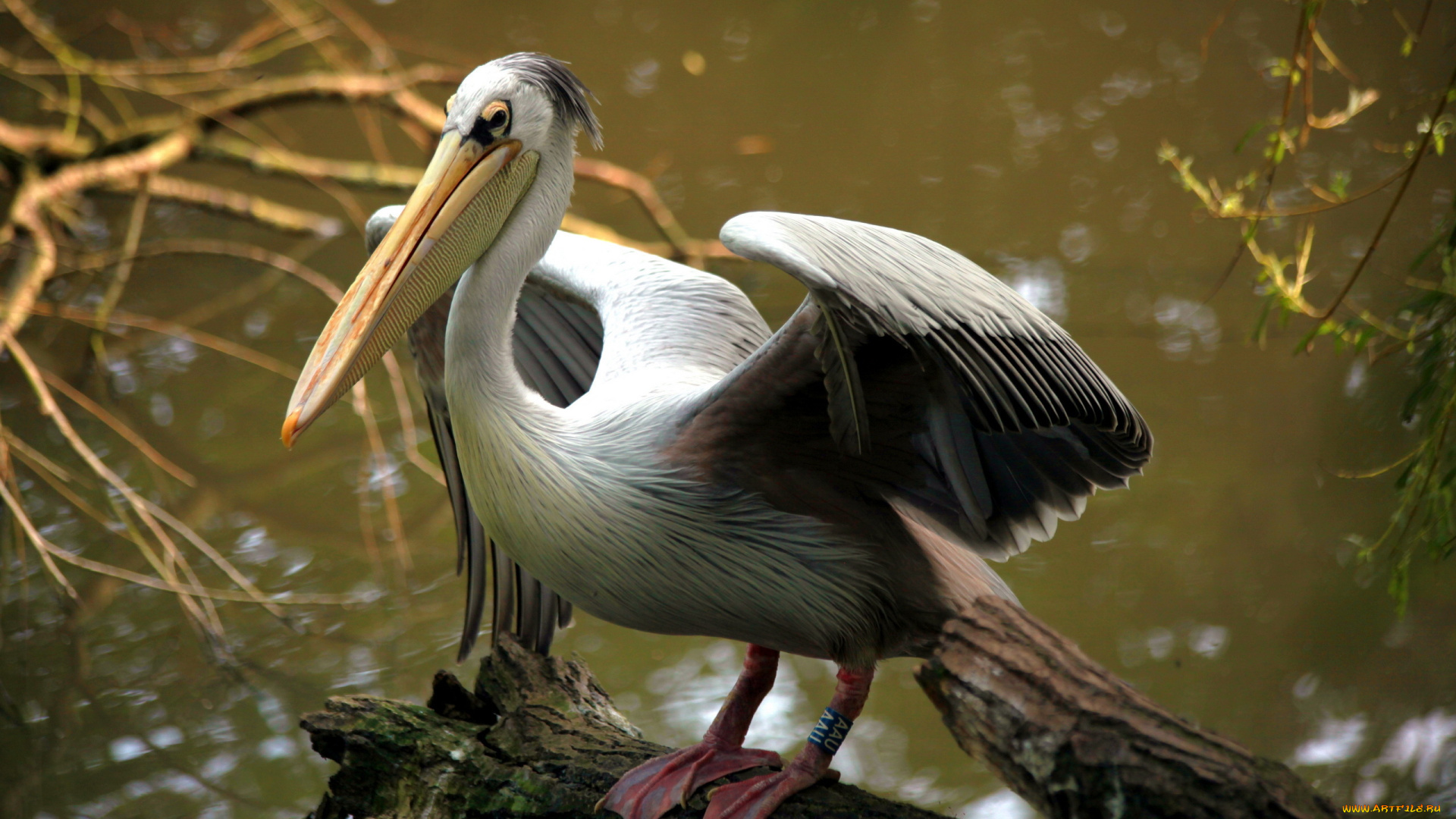 животные, пеликаны, pelican, птица, природа