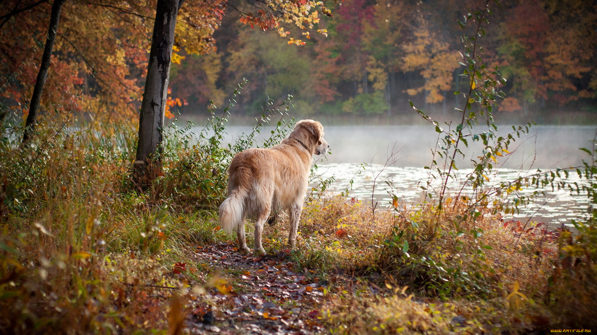 животные, собаки, осень, друг, собака, лес, река