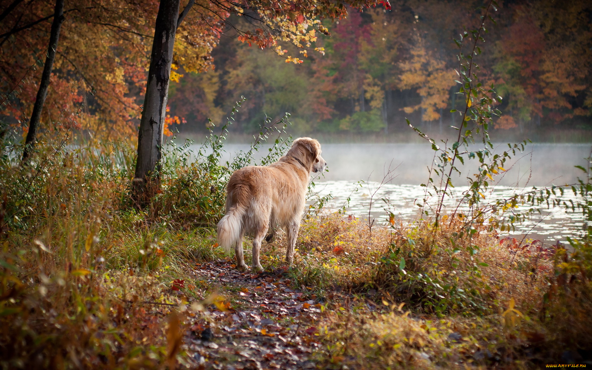 животные, собаки, осень, друг, собака, лес, река