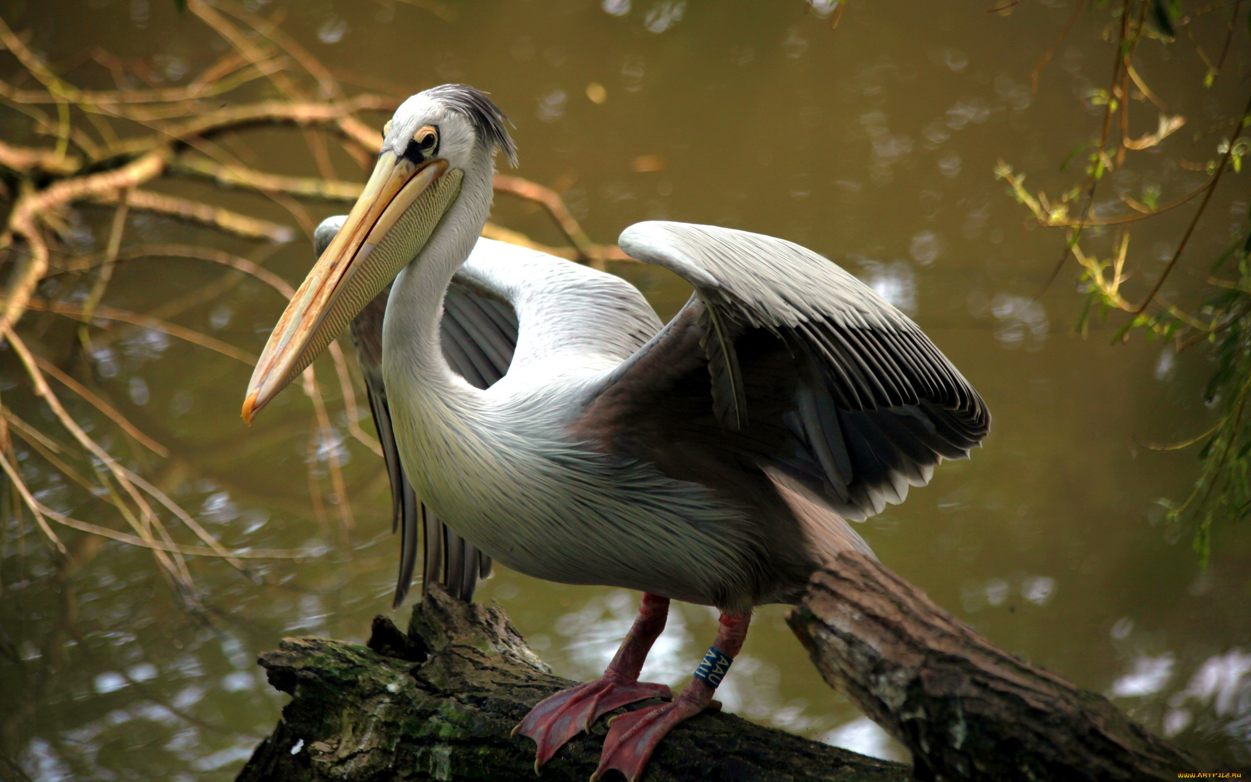 животные, пеликаны, pelican, птица, природа