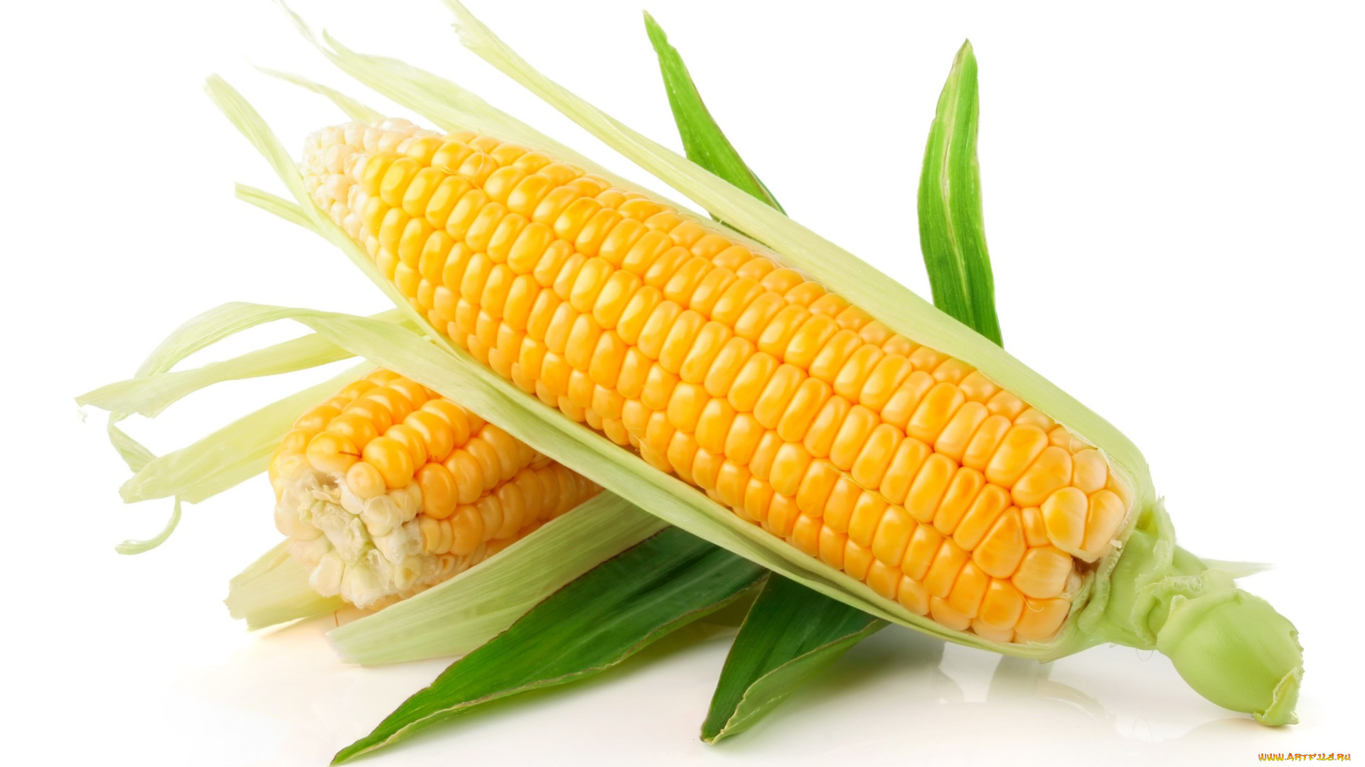 еда, кукуруза, початки, зерна, листья