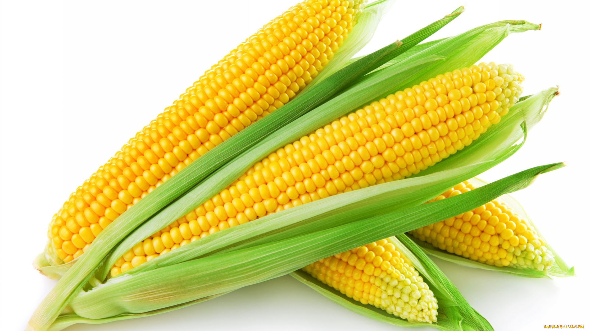 еда, кукуруза, початки, зерна, листья