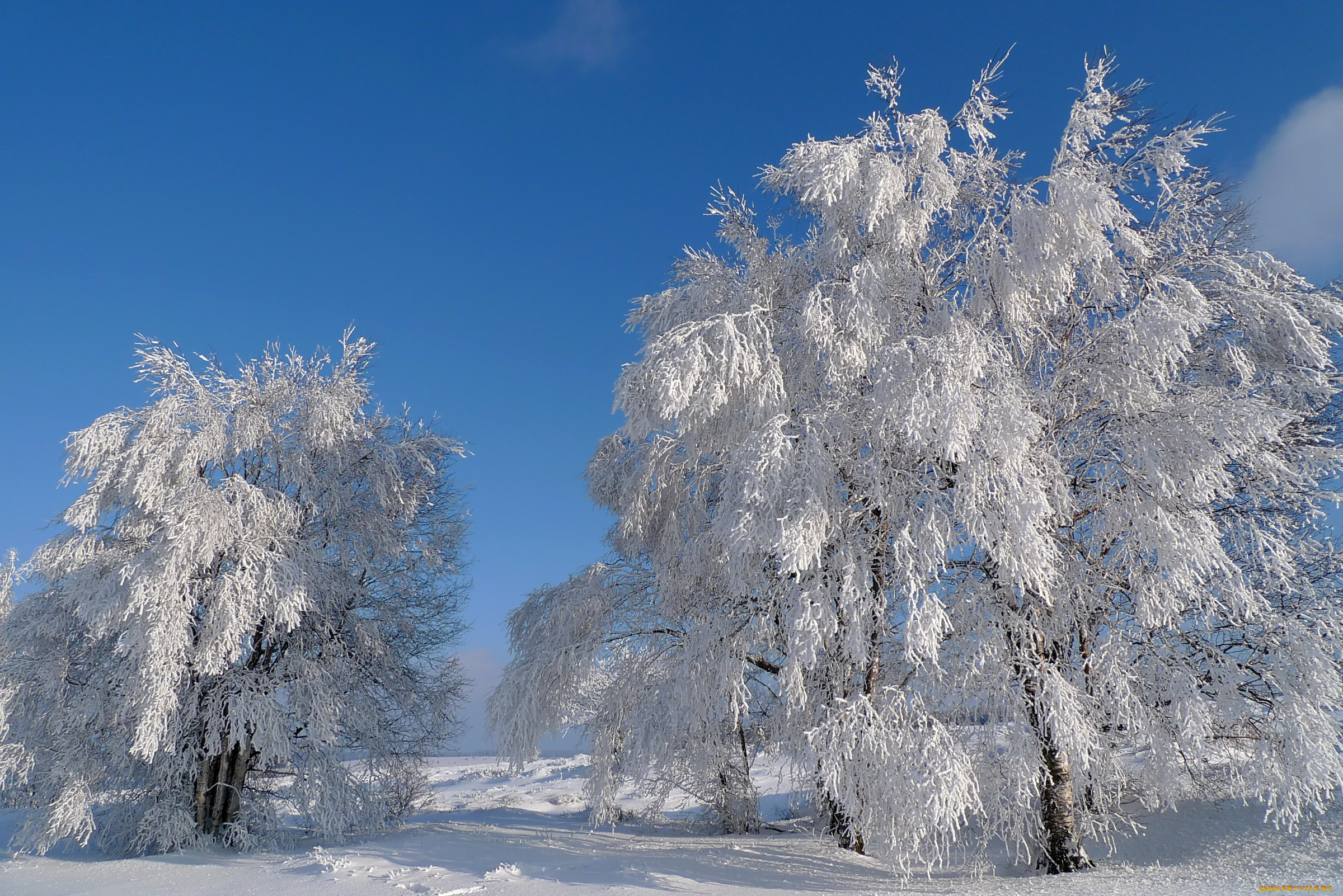 природа, зима, деревья, пейзаж, снег