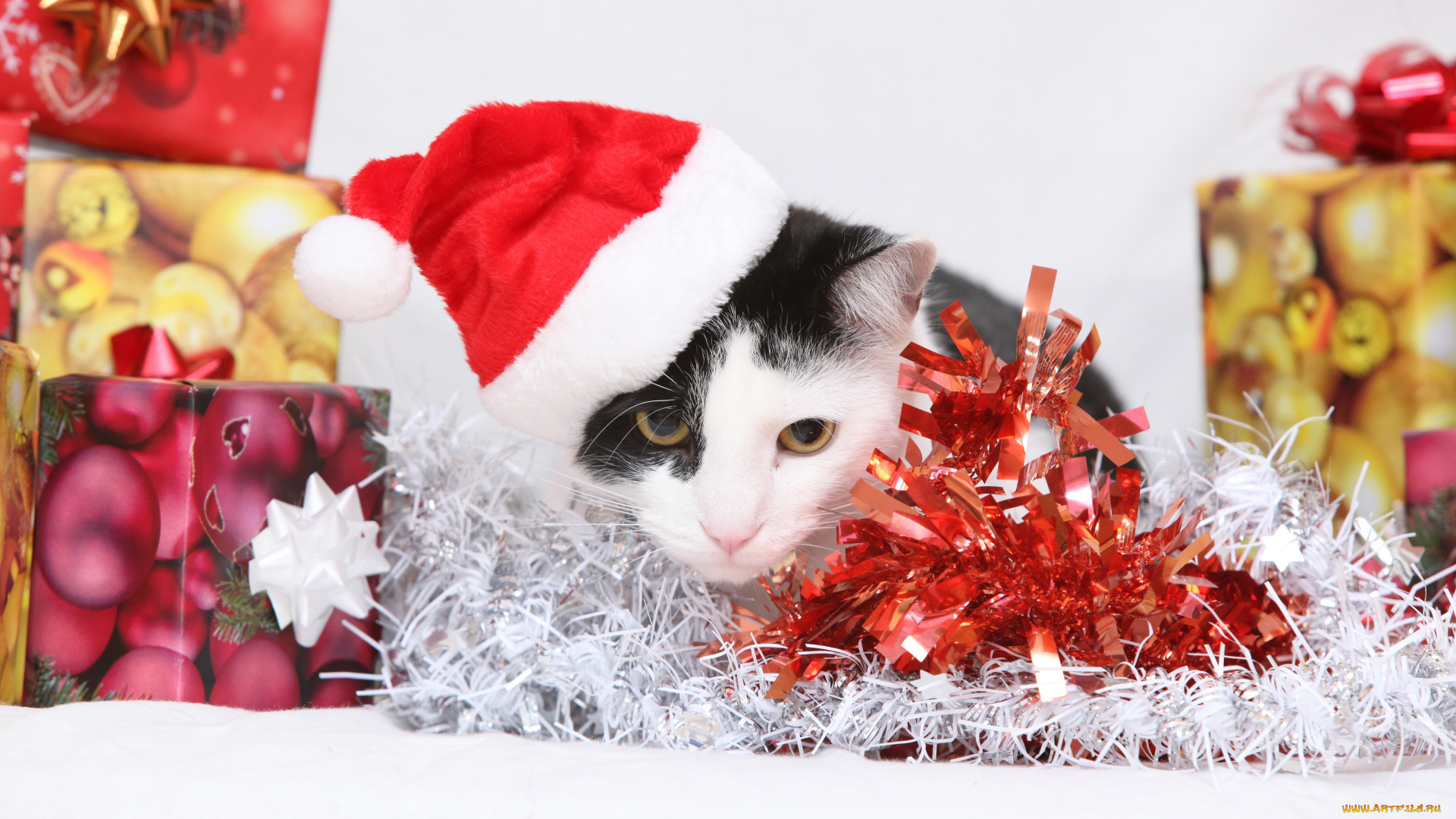 животные, коты, котэ, киса, мишура, подарки, новый, год, кот, шапка, украшения, кошка
