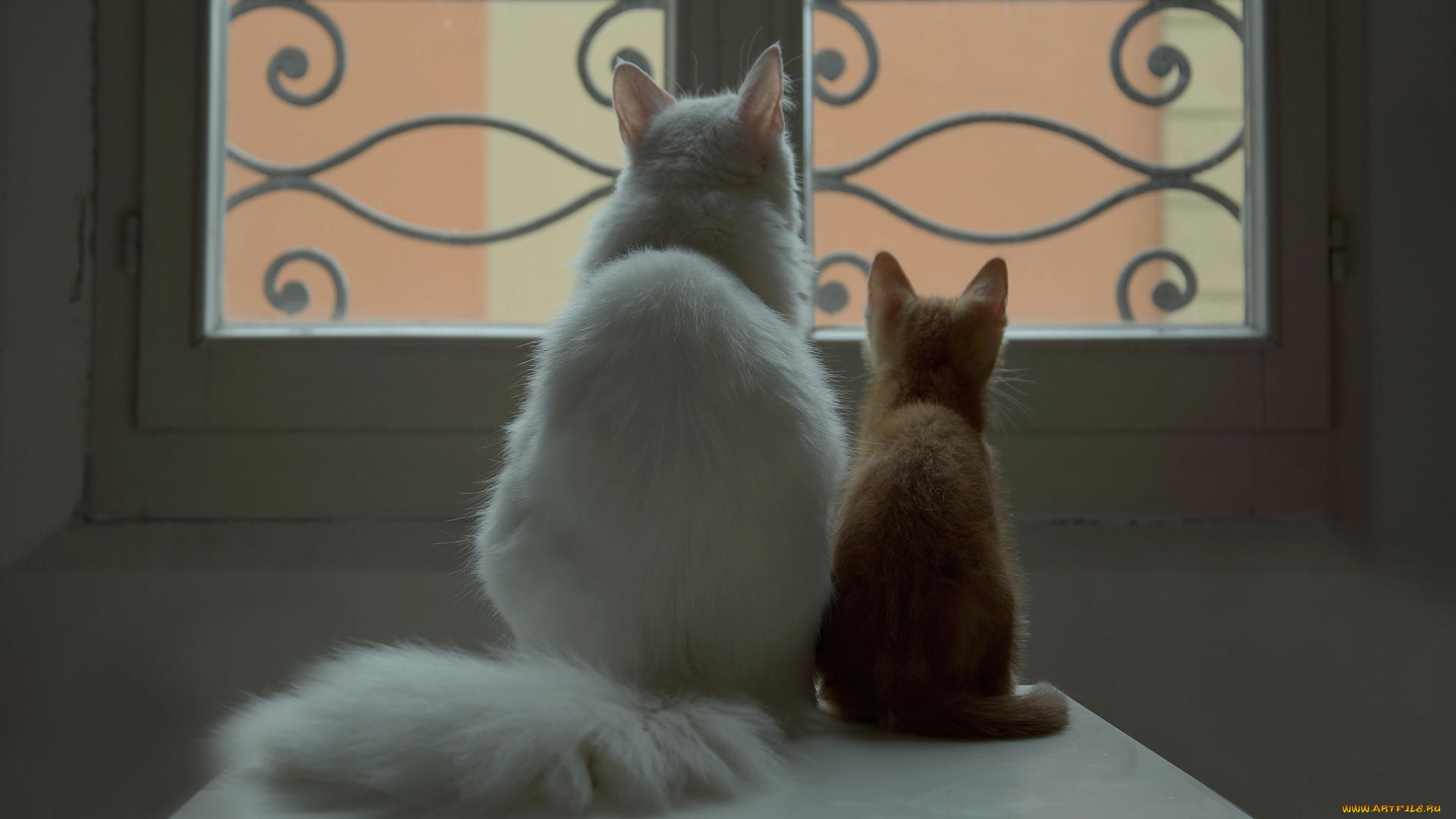 животные, коты, узор, окно, белый, рыжий