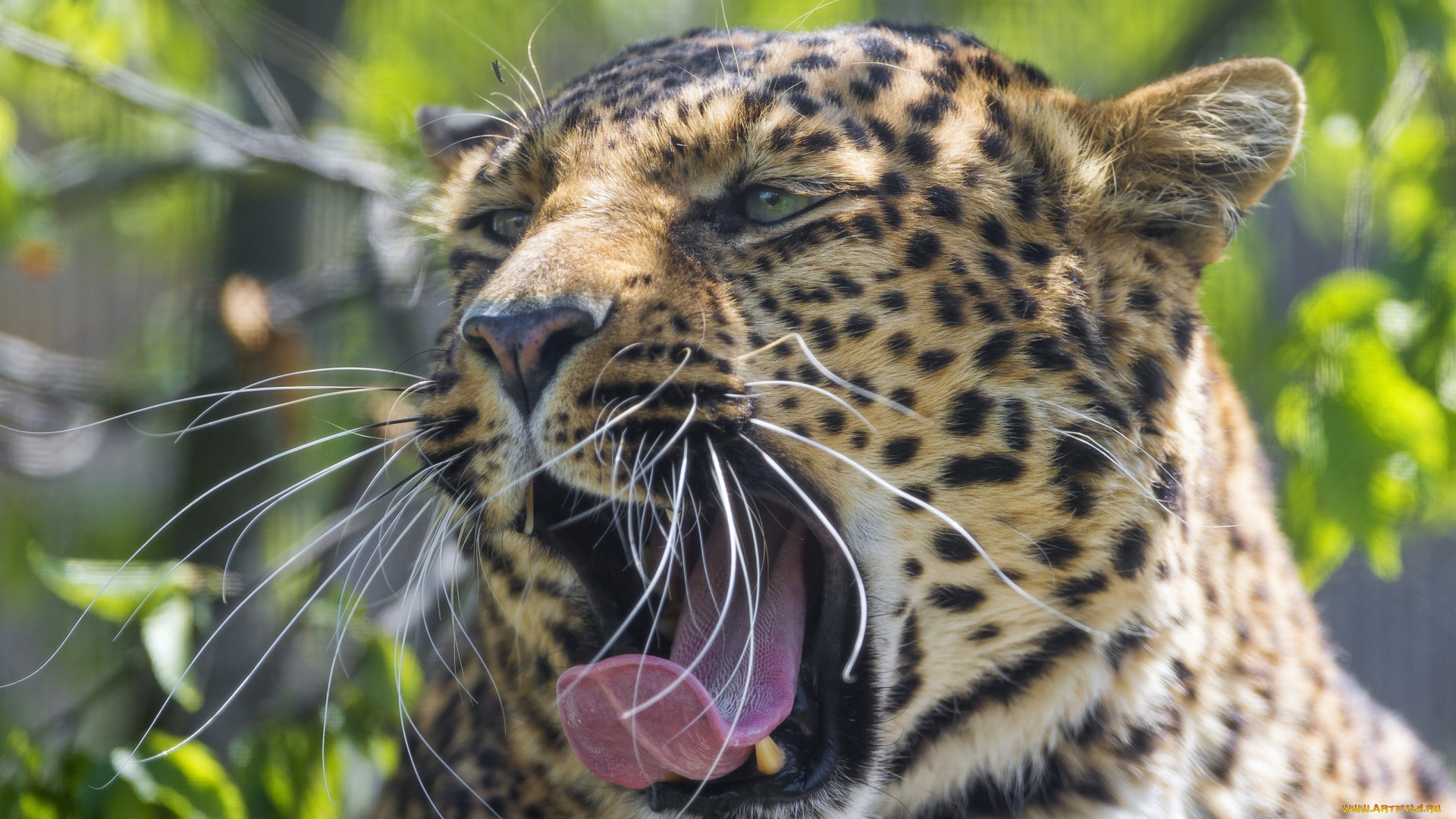 животные, леопарды, усы, зевает, язык, клыки, пасть, морда