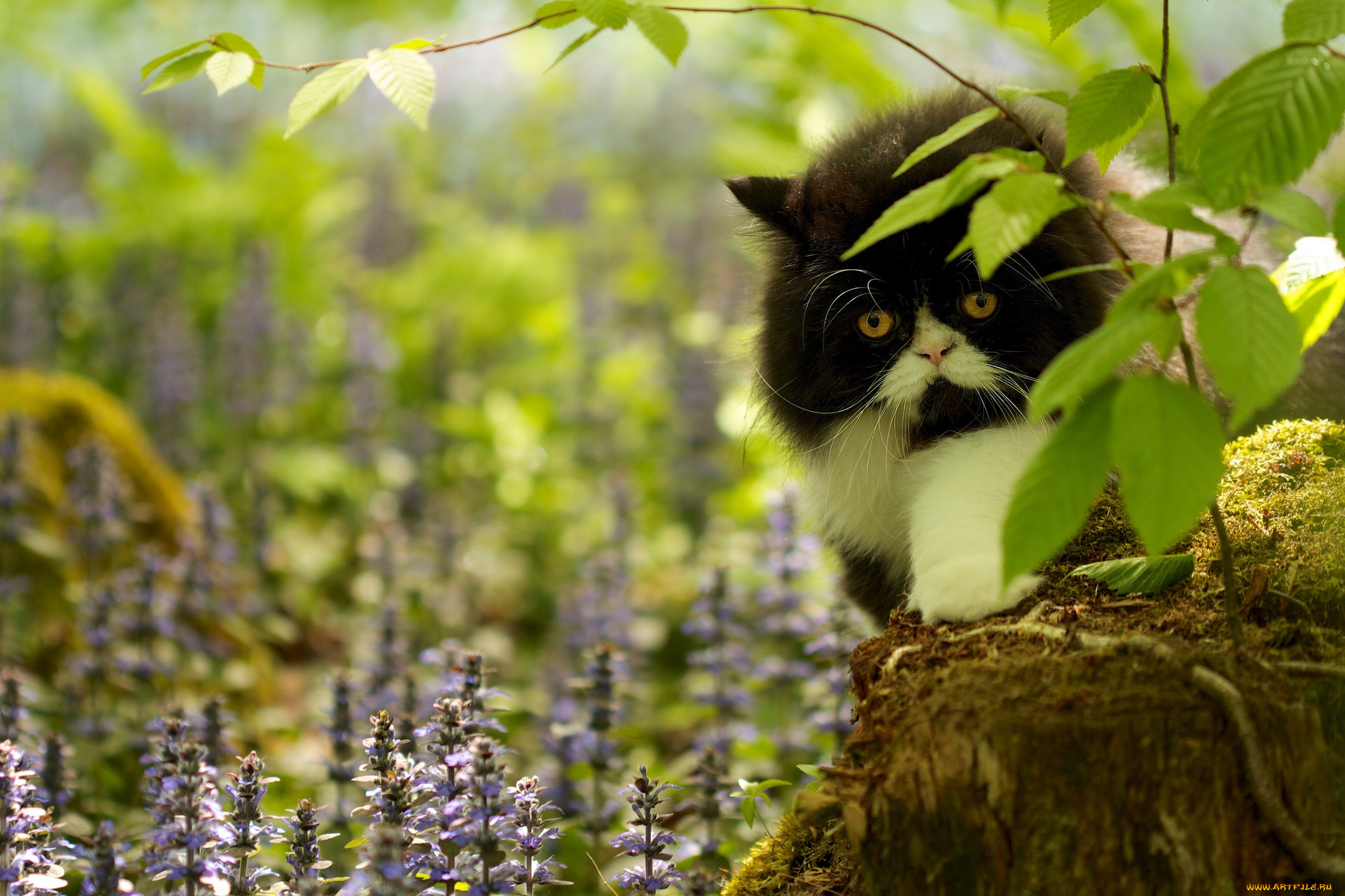 животные, коты, трава, цветы, ветки, пень, мох, кот, взгляд