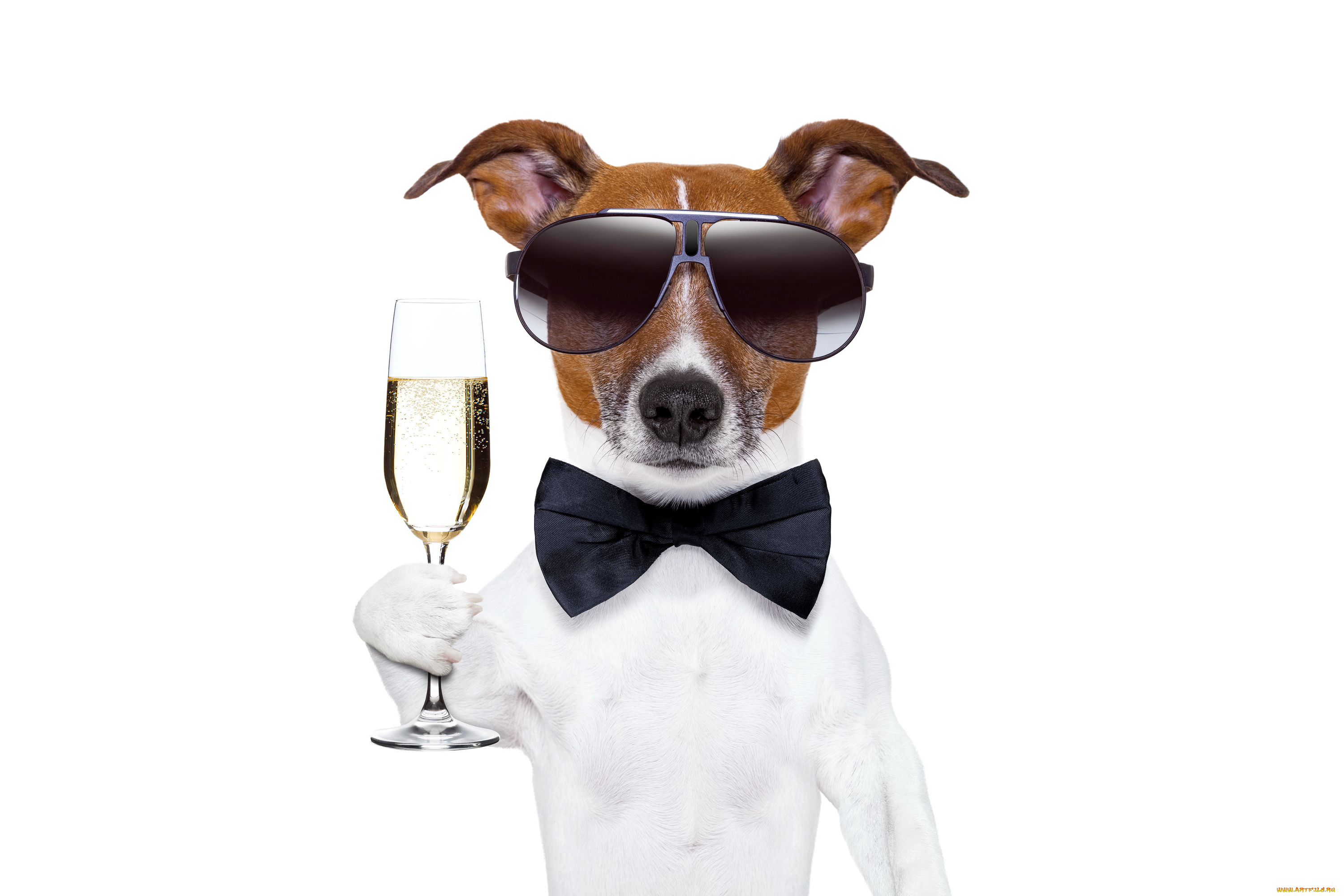 юмор, и, приколы, новый, год, dog, champagne, new, year, happy, шампанское, собака, очки, бокал