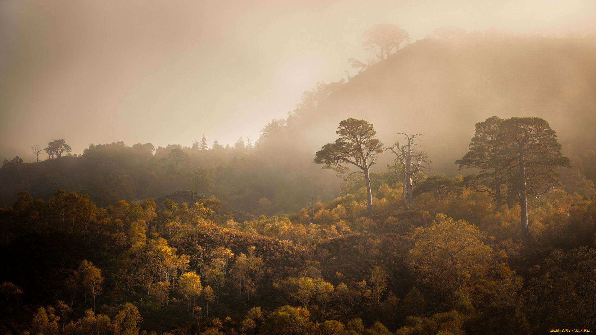 природа, деревья, лес, туман, осень