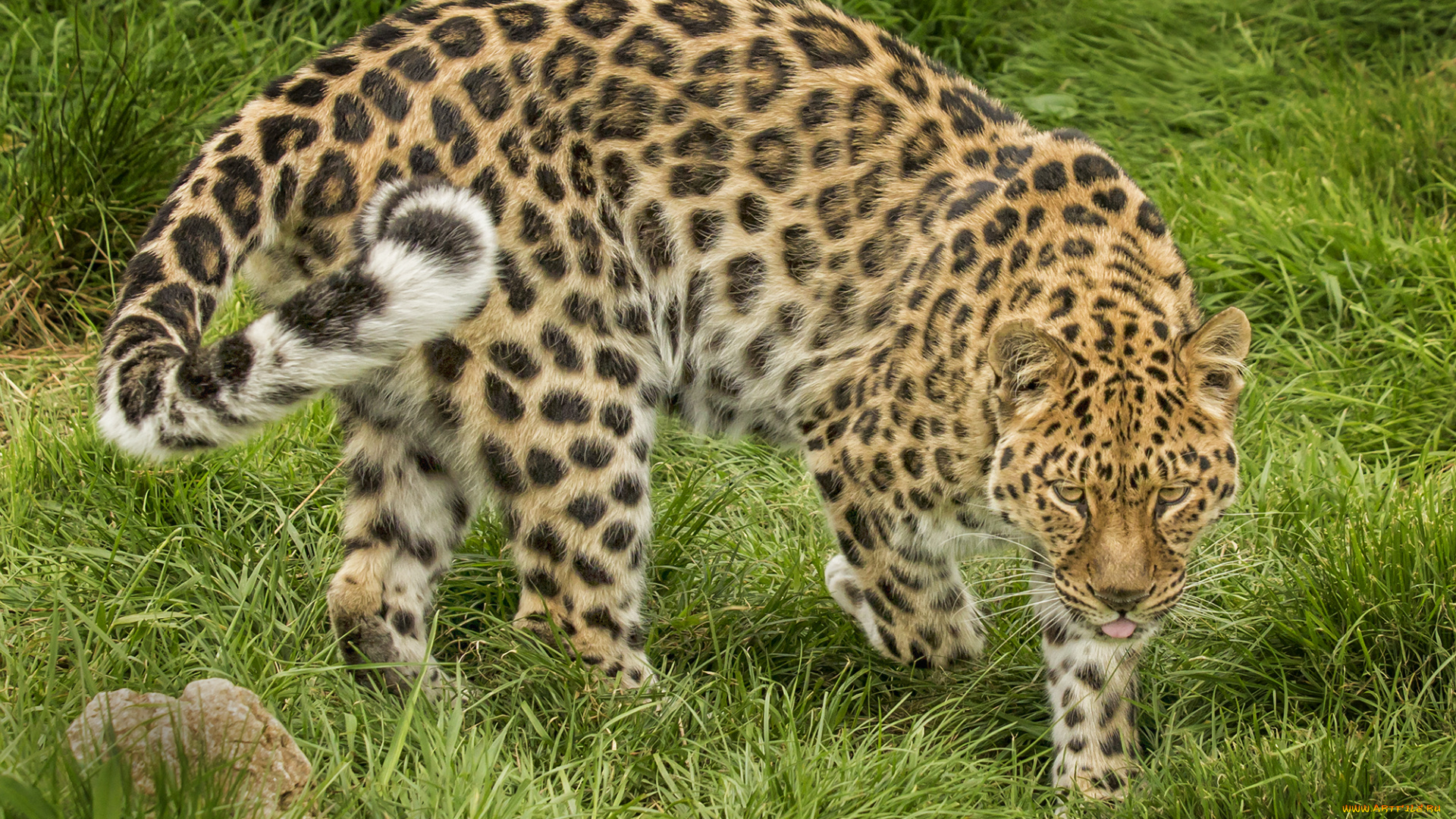 amur, leopard, животные, леопарды, хищник