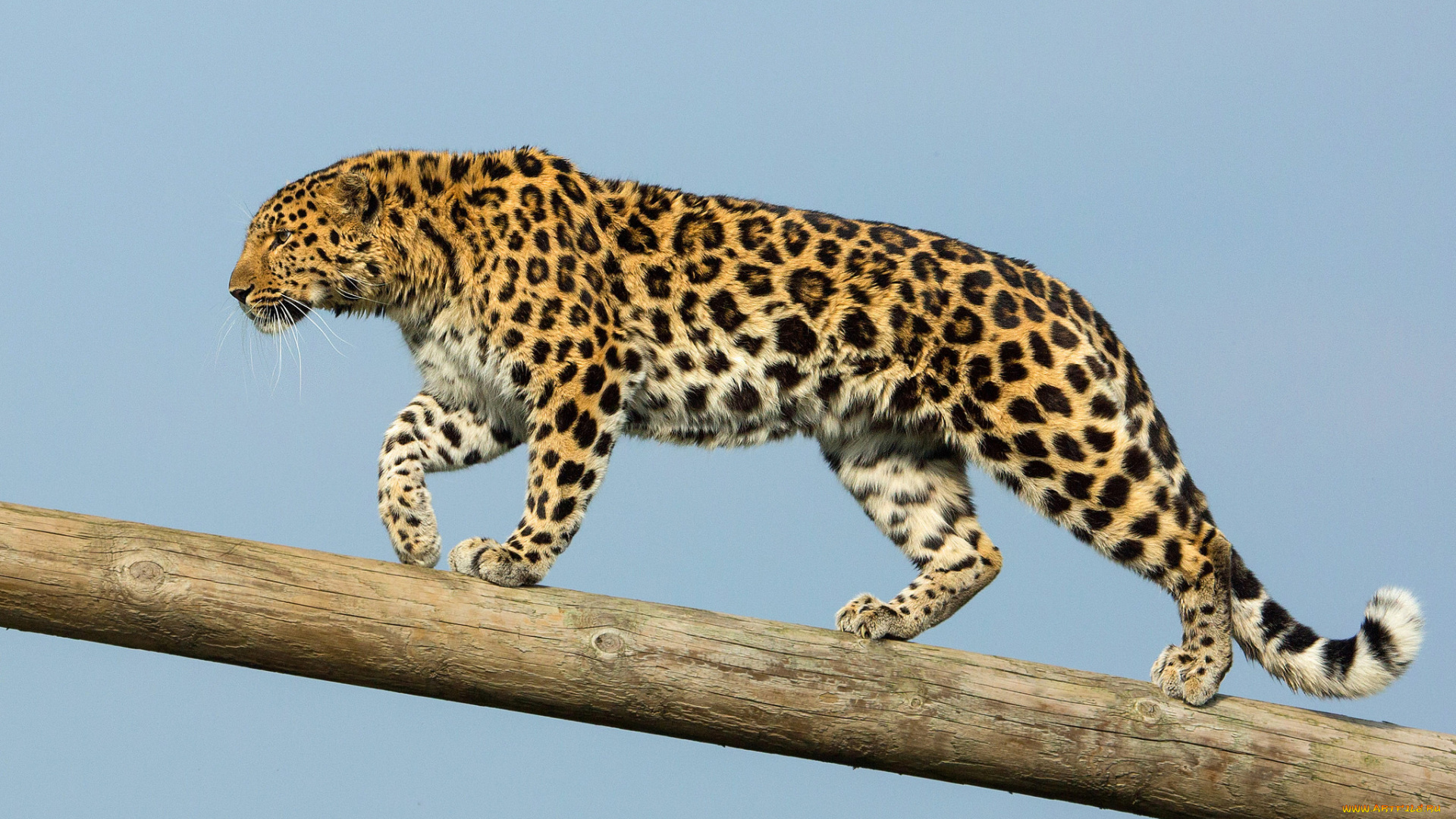 amur, leopard, животные, леопарды, хищник