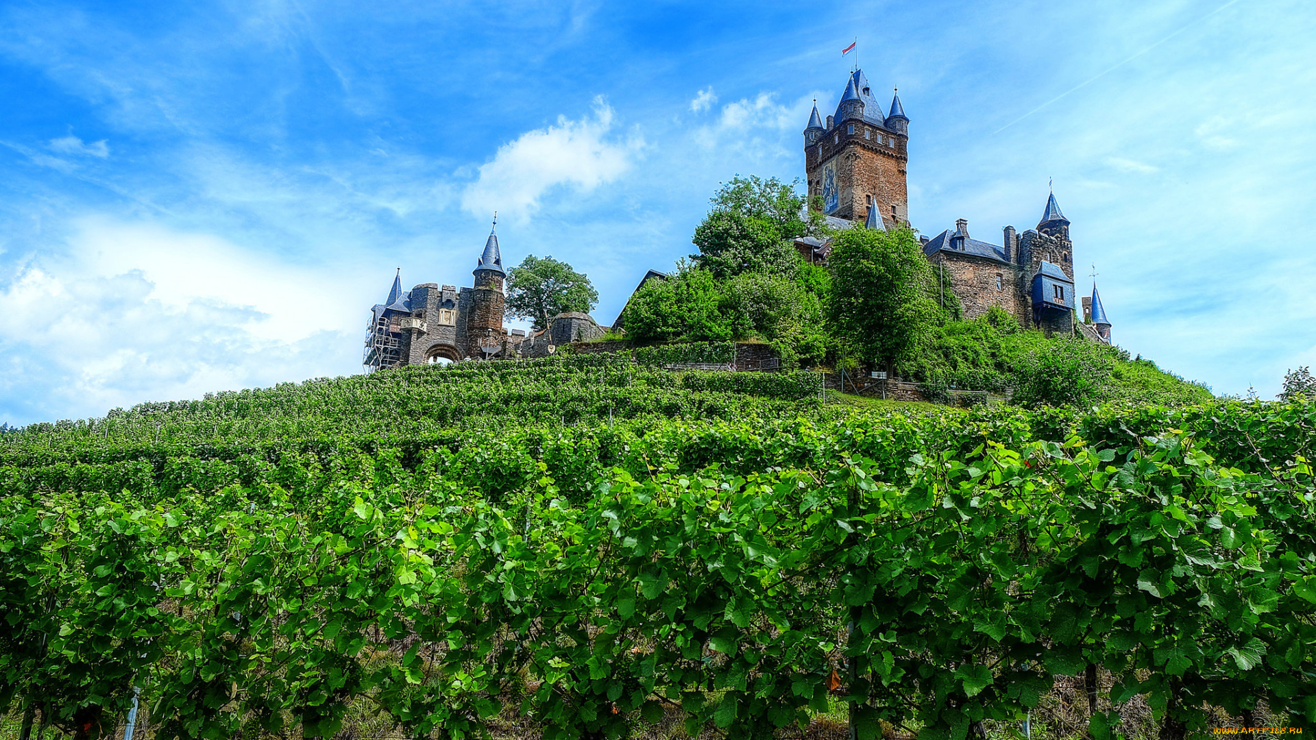 castle, in, the, vineyards, -, cochem, , mosel, valley, города, замки, германии, замок, виноградник