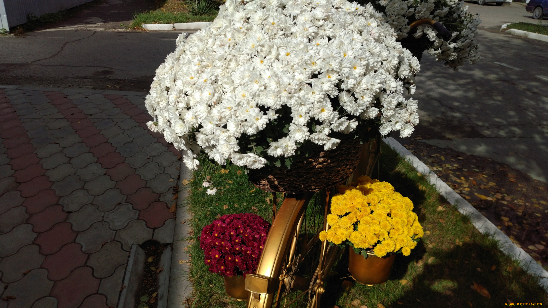 цветы, хризантемы, осень, октябрь, 2017