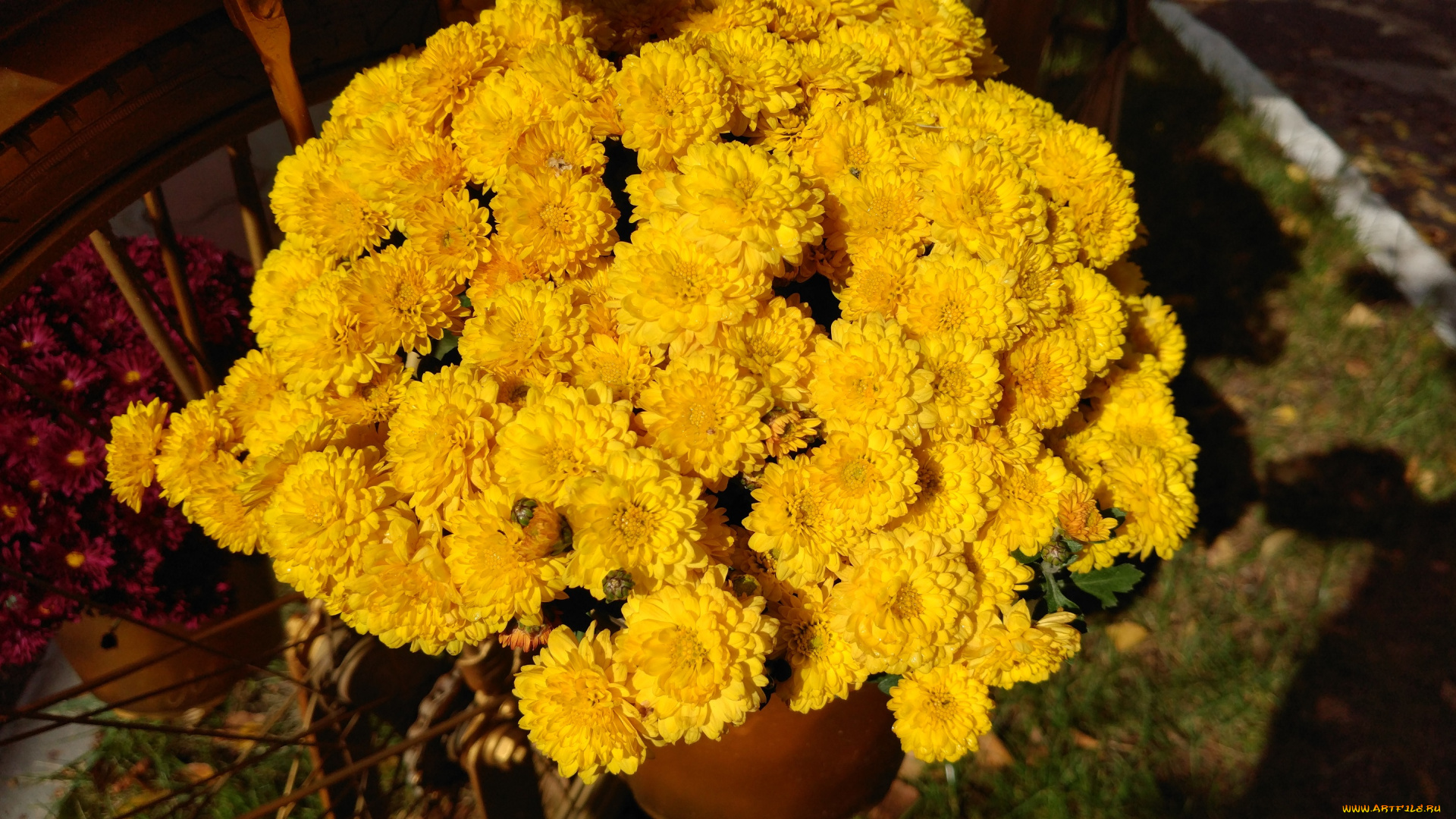 цветы, хризантемы, осень, октябрь, 2017
