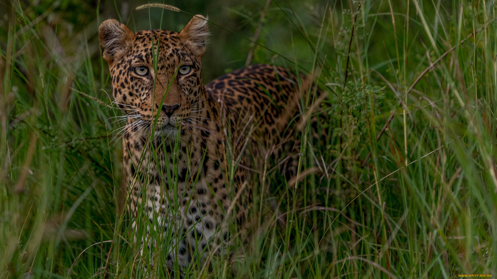 leopard, prowl, животные, леопарды, хищник