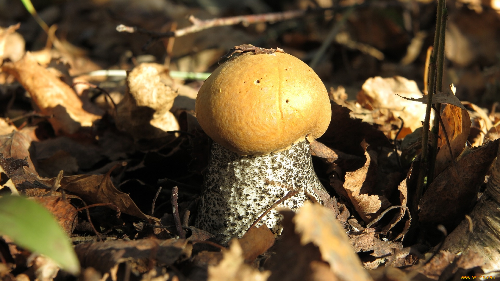 природа, грибы, гриб, лес