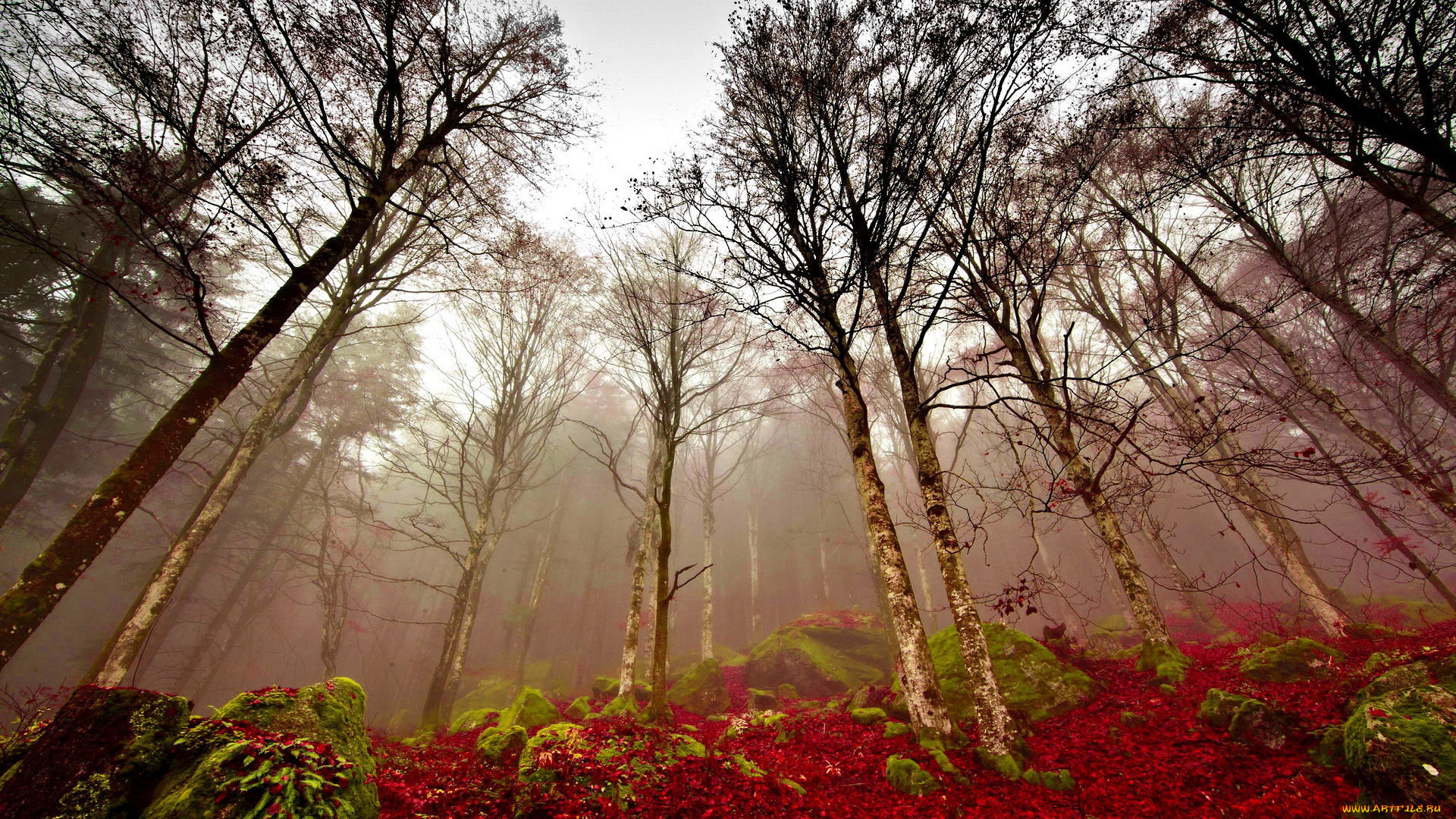 природа, лес, деревья, мох, туман