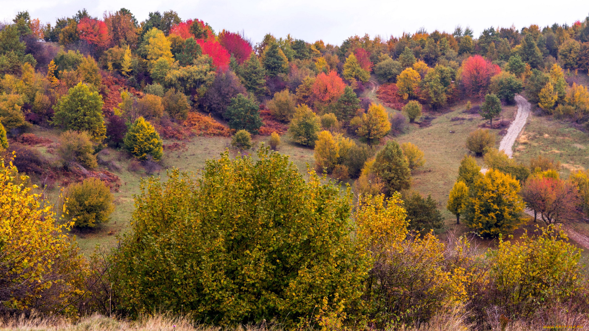 природа, лес, осень, панорама