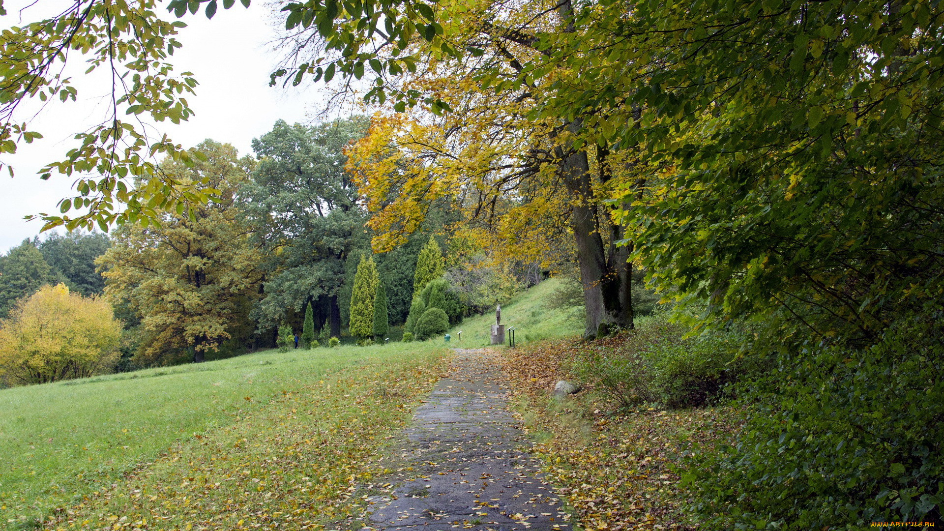 природа, парк, осень, листопад, деревья, аллея