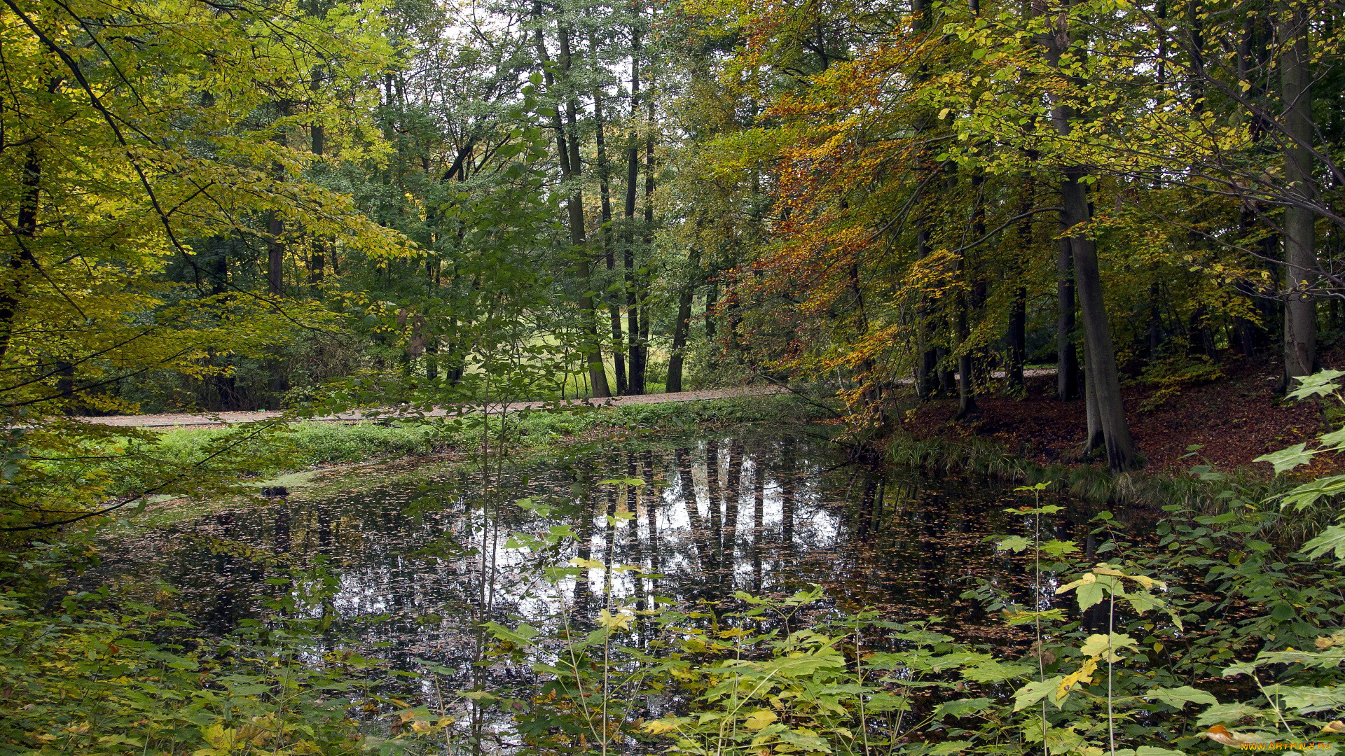 природа, парк, водоем, аллея, листопад, осень, деревья